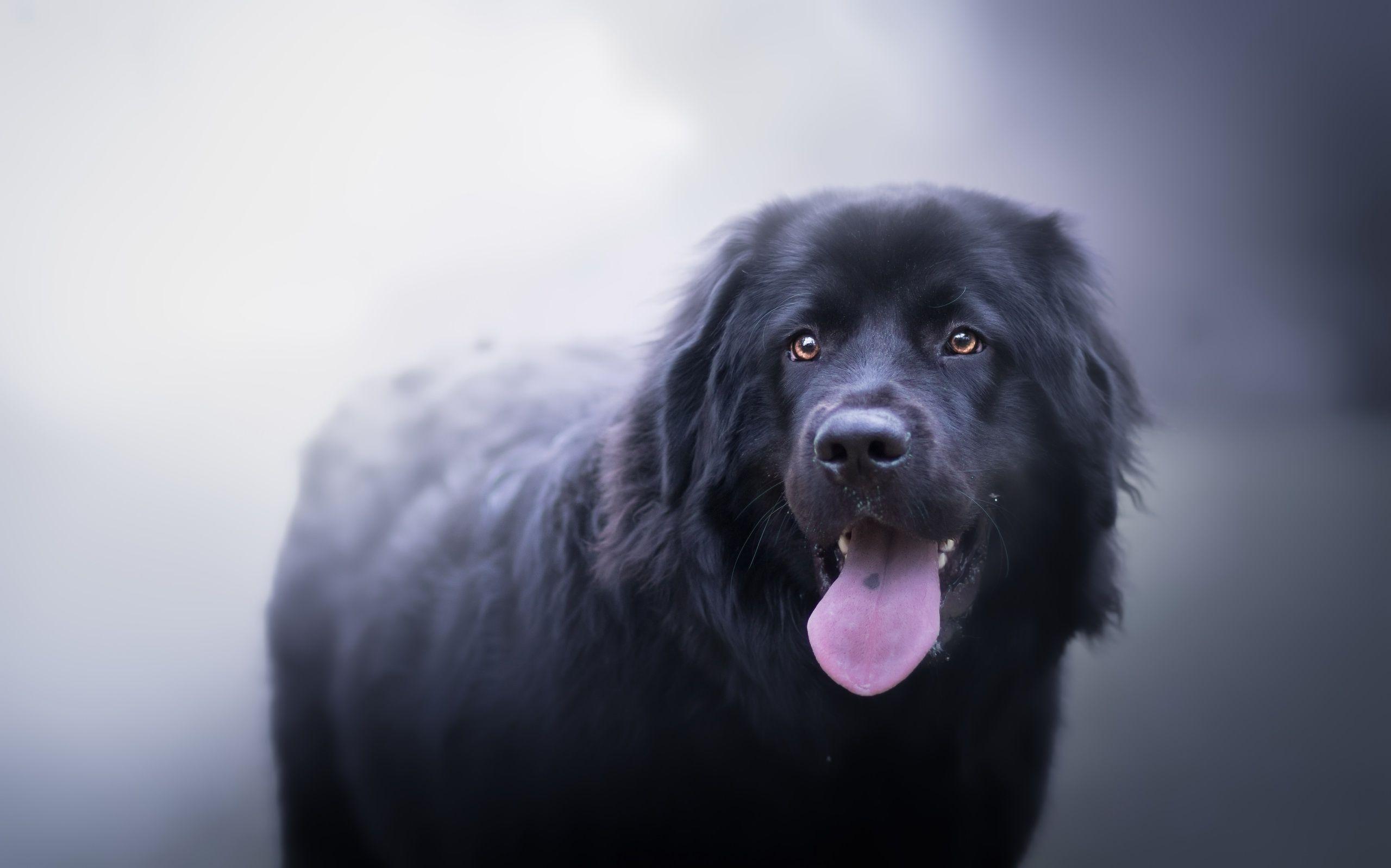 Newfoundland Puppy Wallpapers - Top Free Newfoundland Puppy Backgrounds