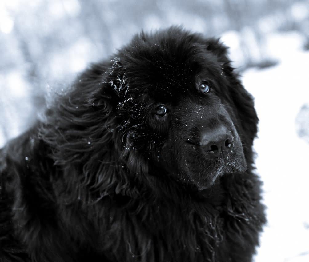 1004x852 Very Beautiful Newfoundland Dog Picture