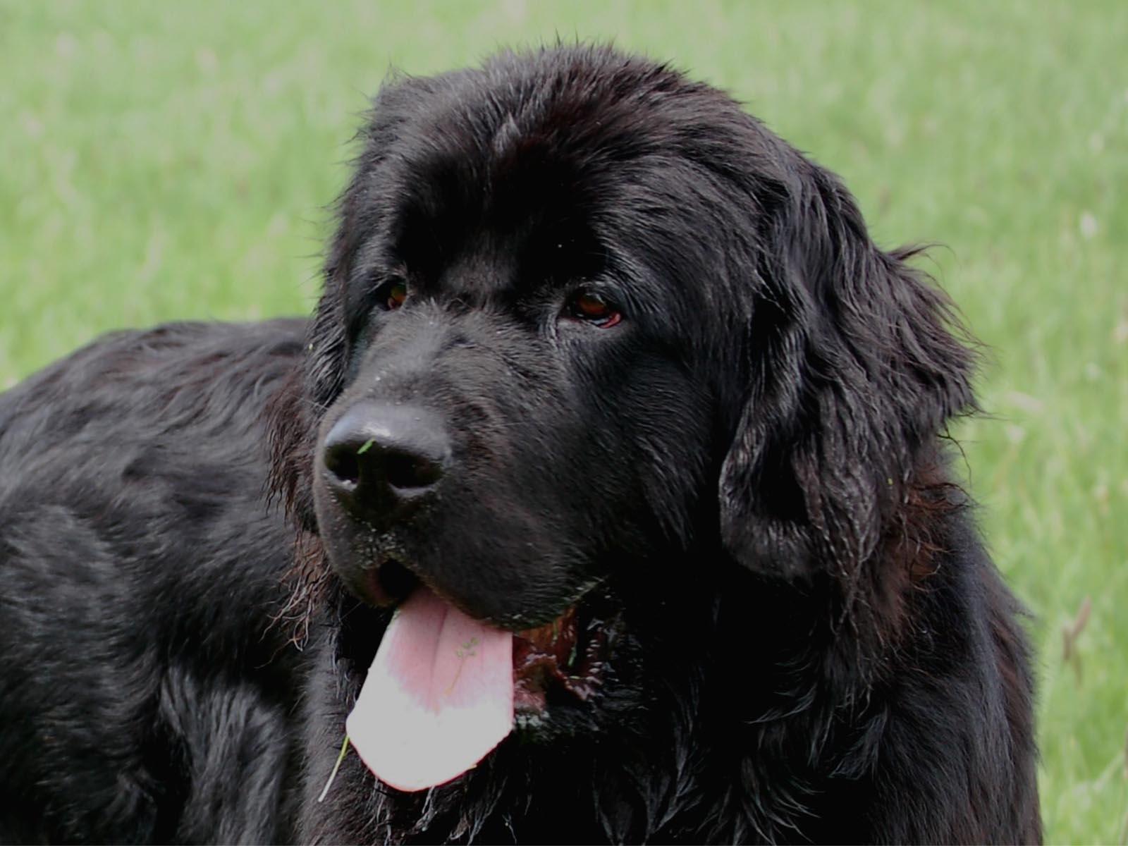 1600x1200 Free download Desktop newfoundland dog wallpaper dowload 3D HD picture design [1600x1200] for your Desktop, Mobile & Tablet. Explore Newfoundland Wallpaper for Computer. Free Christmas Wallpaper For Computer, Spring
