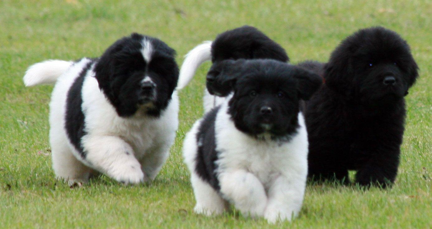1388x736 Landseer dog face photo. Newfoundland puppies, Landseer dog, Puppies