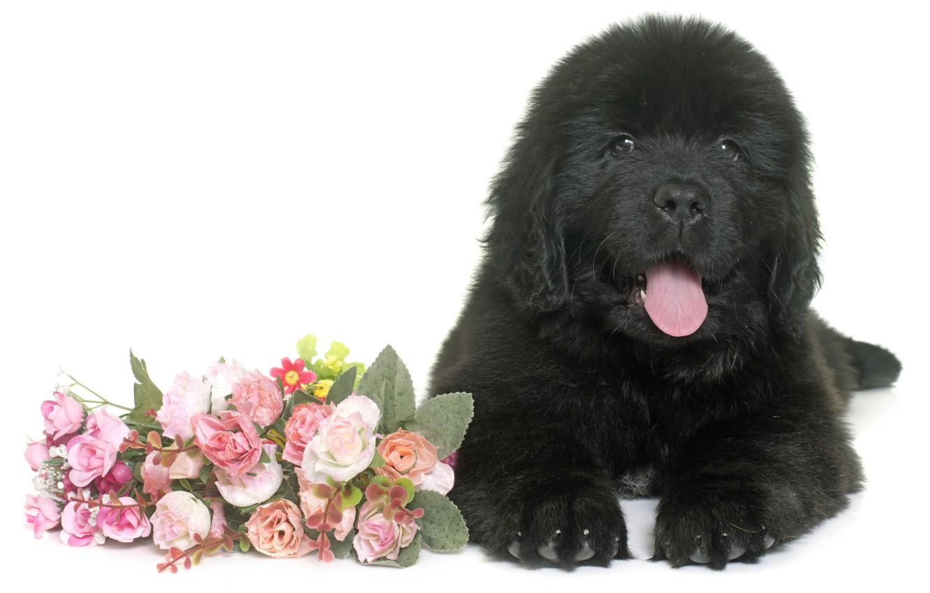1332x850 Wallpaper flowers, black, fluffy, puppy, lies, Newfoundland image for desktop, section собаки