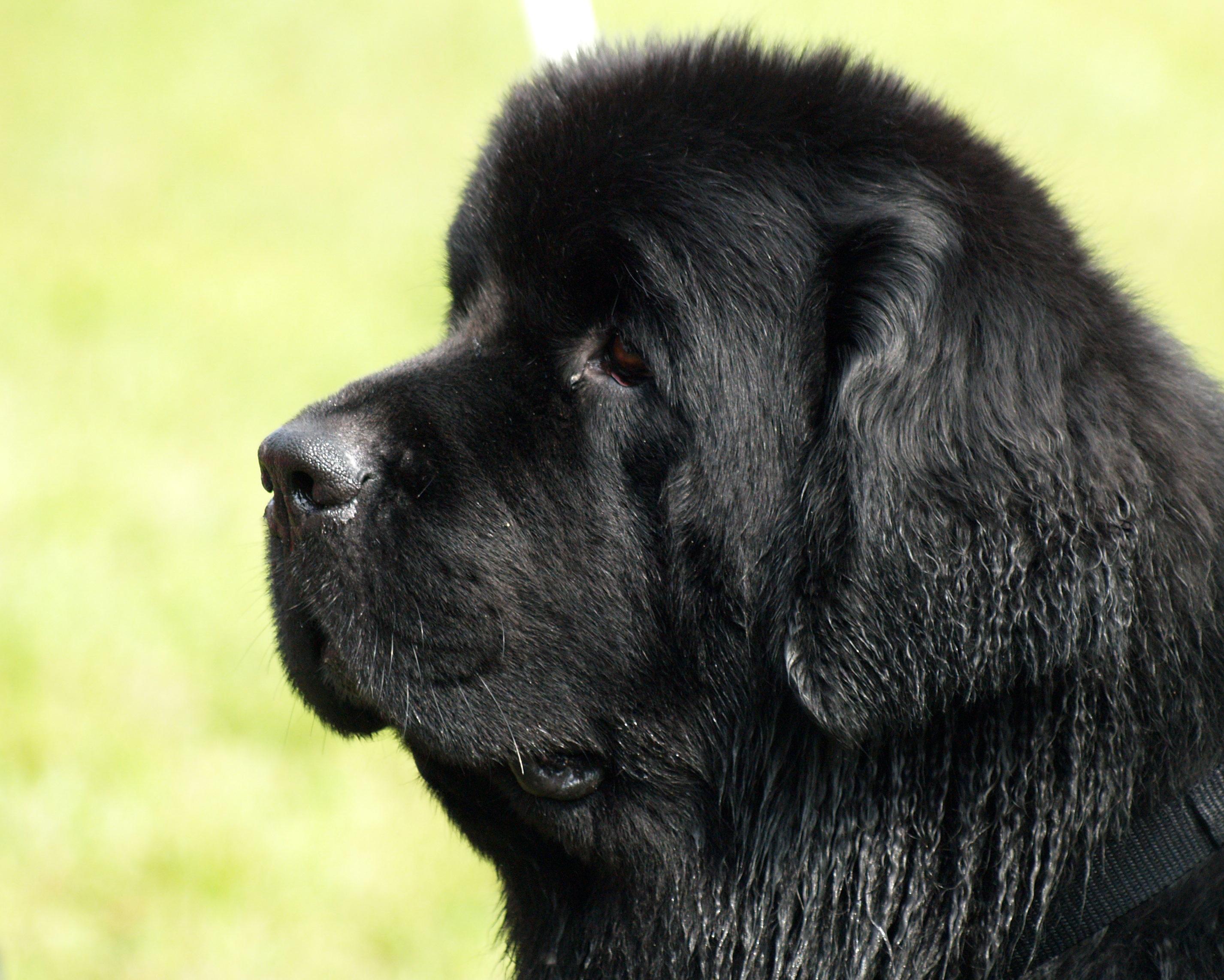 2853x2285 Black Newfoundland Dog Wallpaper Black Bernese Mountain Dog