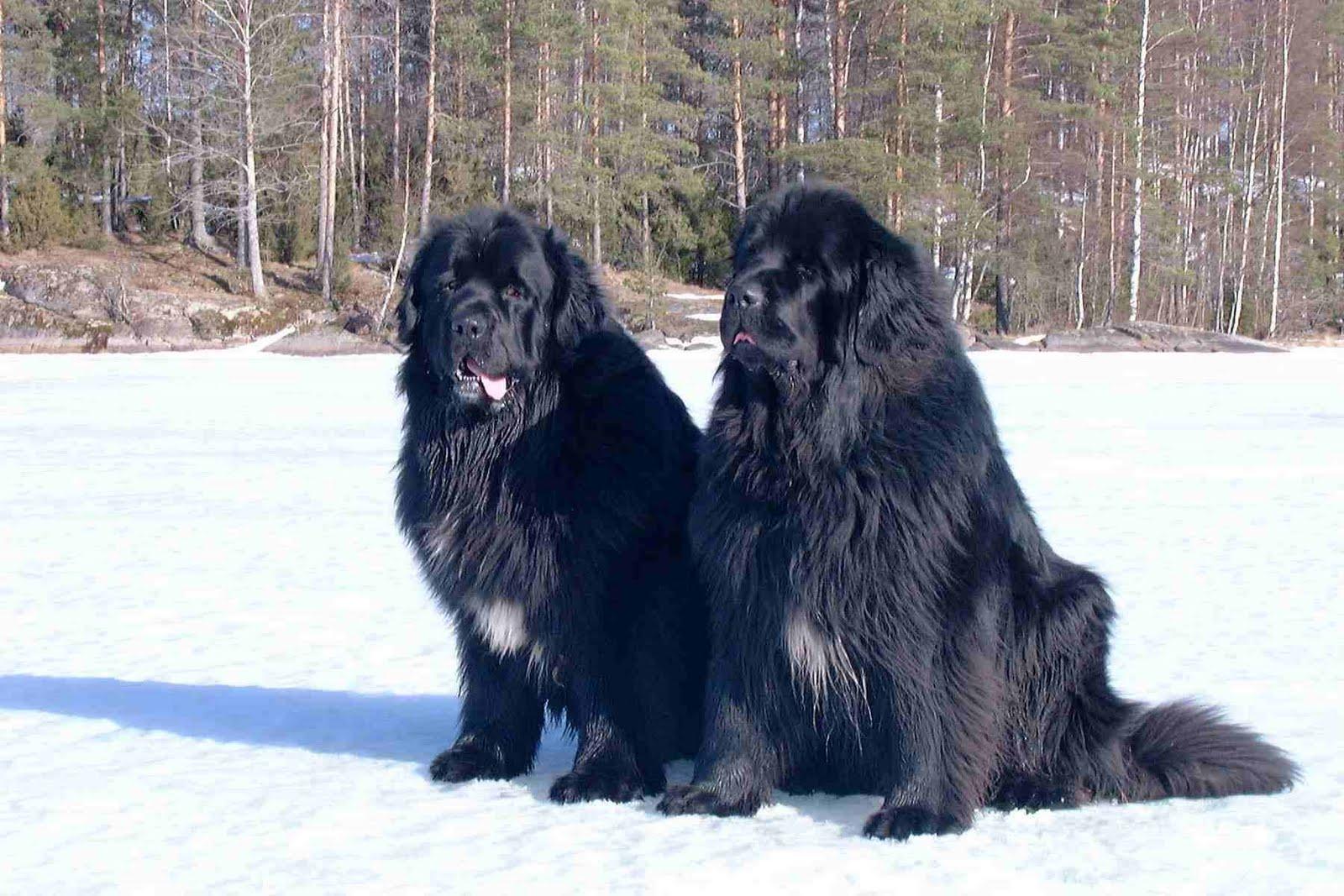 1600x1067 Newfoundlanders
