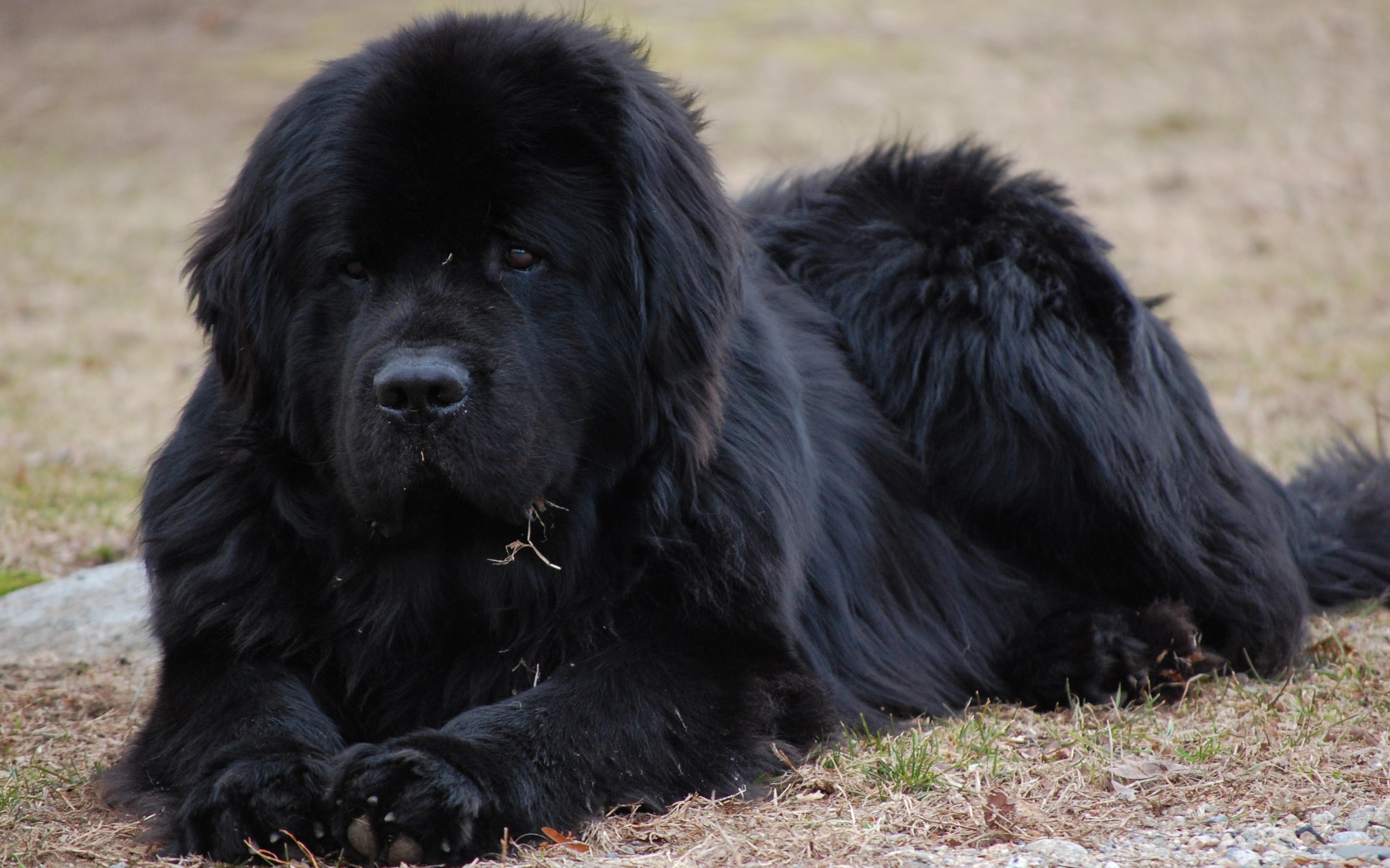 Собаки крупных пород черные. Ньюфаундленд собака. Порода водолаз ньюфаундленд. Мастиф ньюфаундленд. Водолаз ньюфаундленд сеттер.