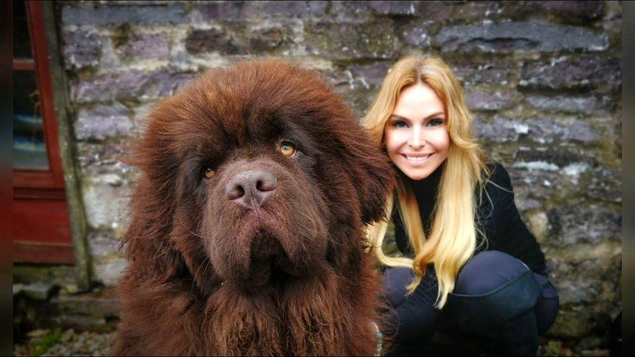 1280x720 THE NEWFOUNDLAND DOG'S MOST POWERFUL WATER DOG