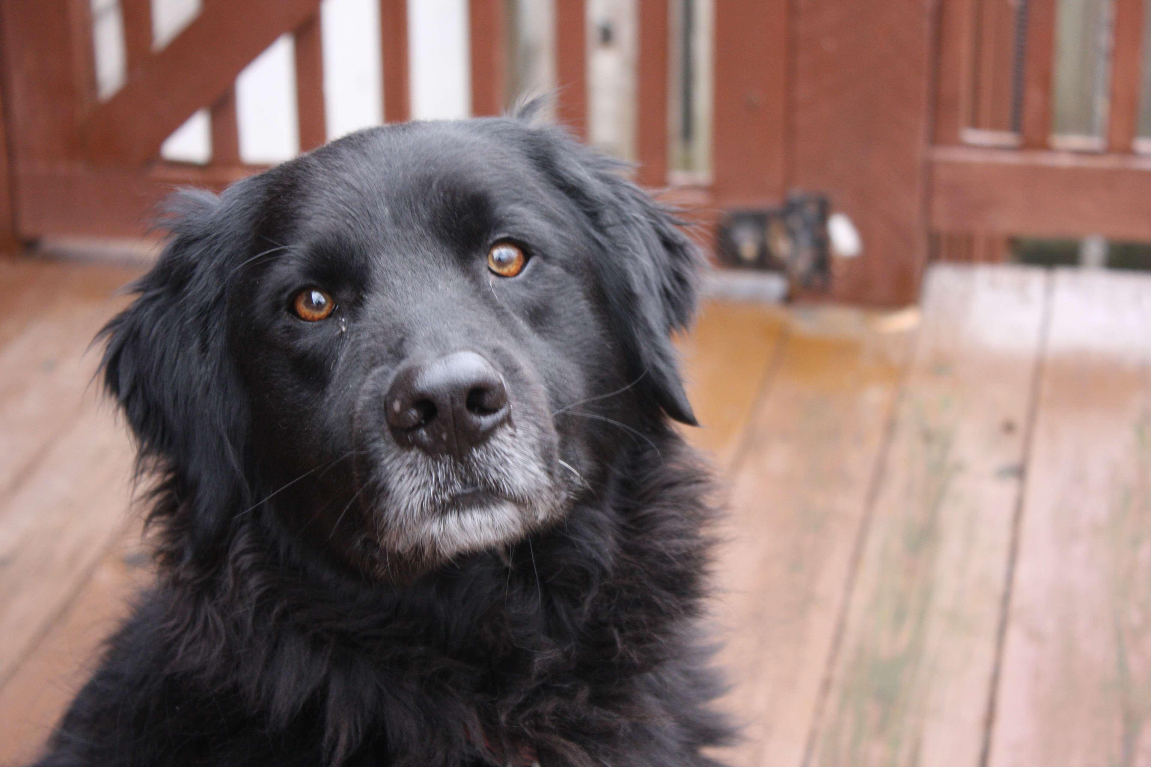 3840x2560 black dog, black lab, dog, dog face, labrador, newfoundland dog 4k wallpaper