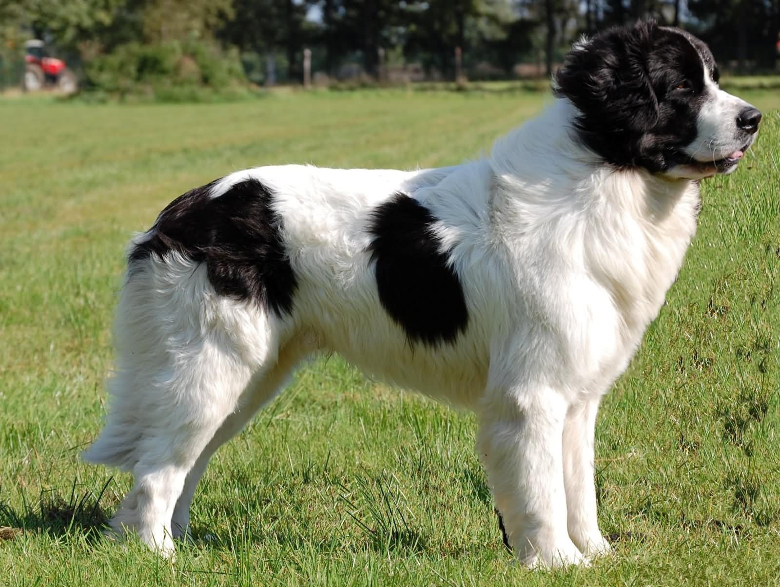 1600x1205 Black And White (Landseer) Newfoundland Dog Image