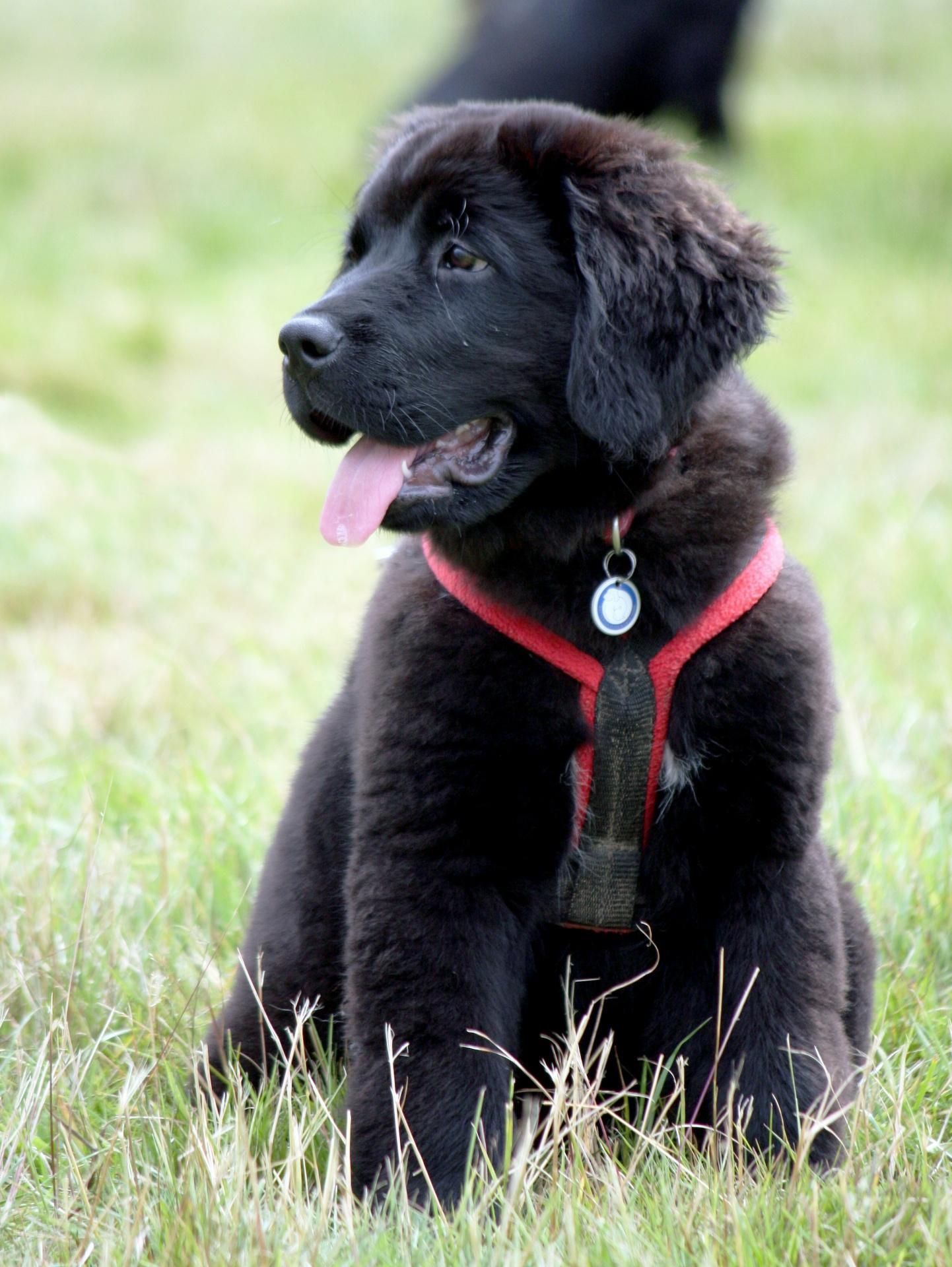 1442x1920 Dog Newfoundland Puppy Cute Free Domain Picture