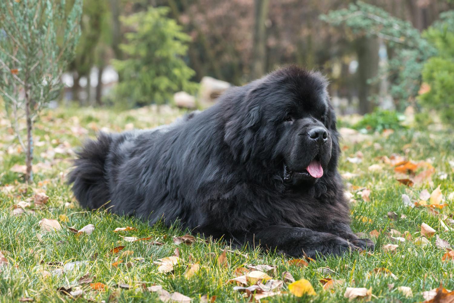1500x1002 Newfoundland Dog Photo Show How Massive They Are