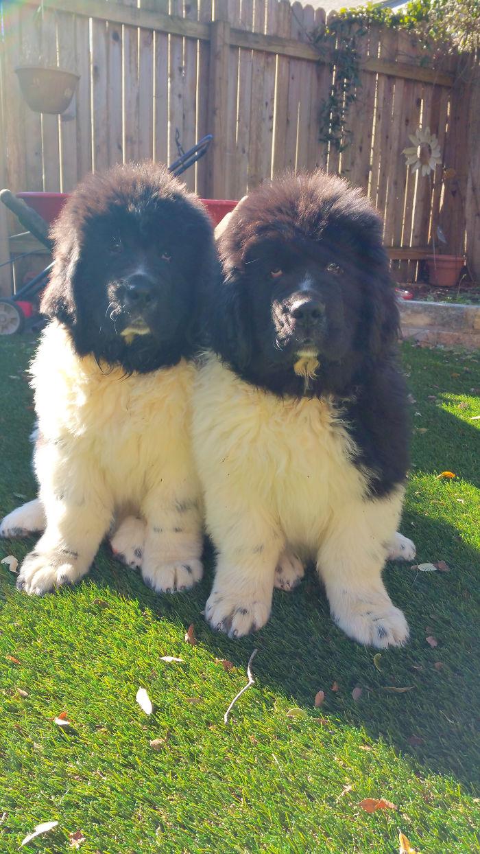 700x1244 People Are Posting Funny And Cute Photo Of Their Newfoundlands, And It's Crazy How Massive They Are