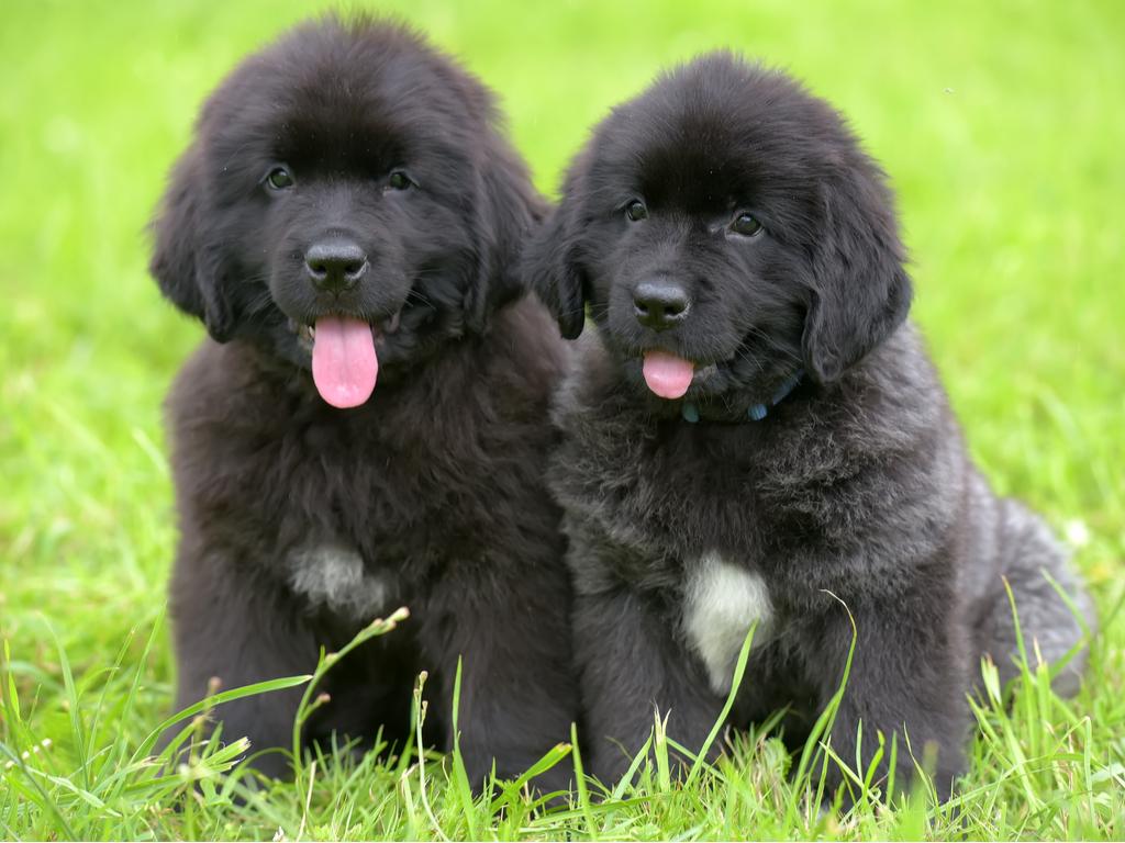 Newfoundland Puppy Wallpapers - Top Free Newfoundland Puppy Backgrounds
