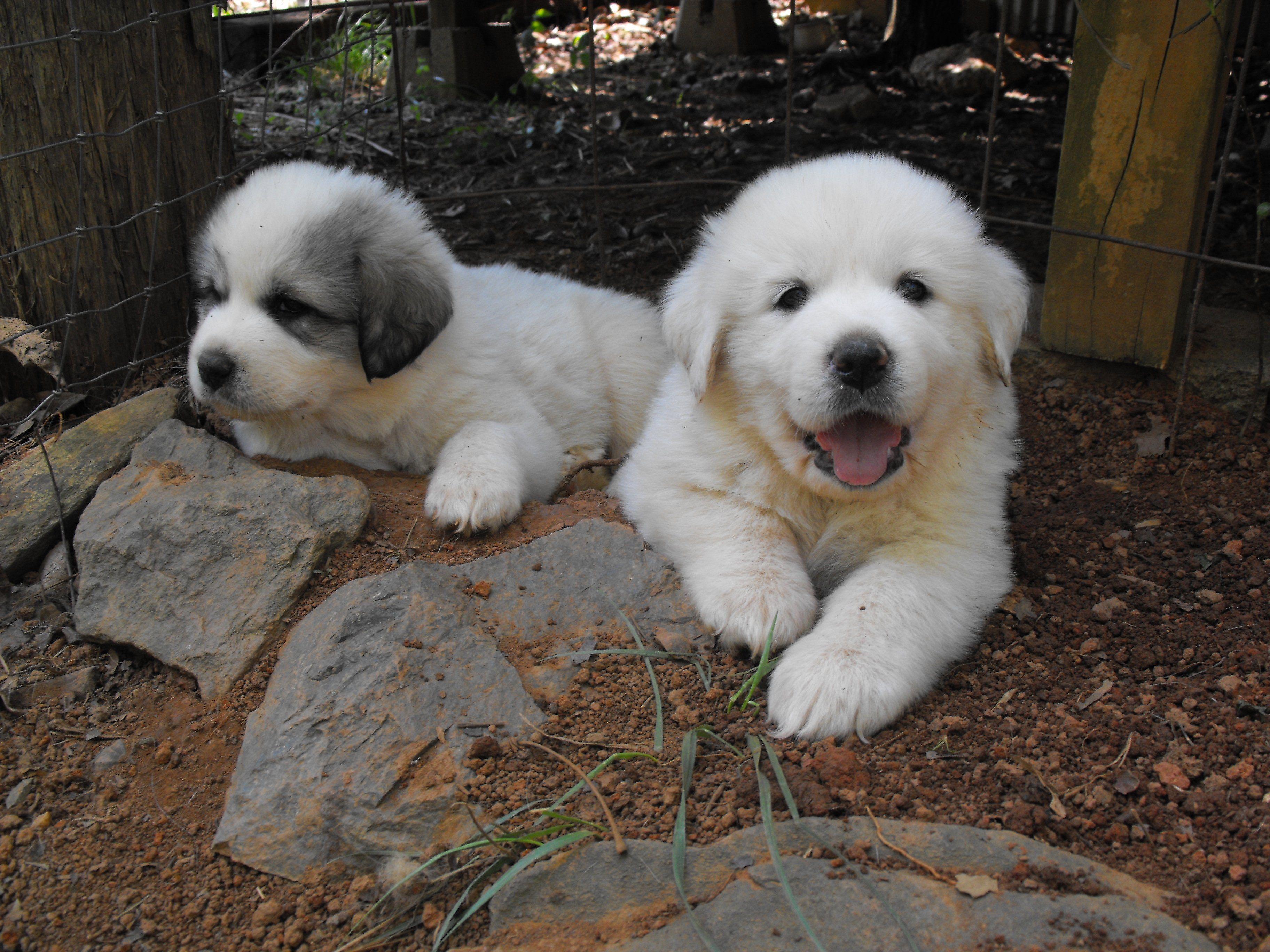 3648x2736 Newfoundland dog HD Wallpaper