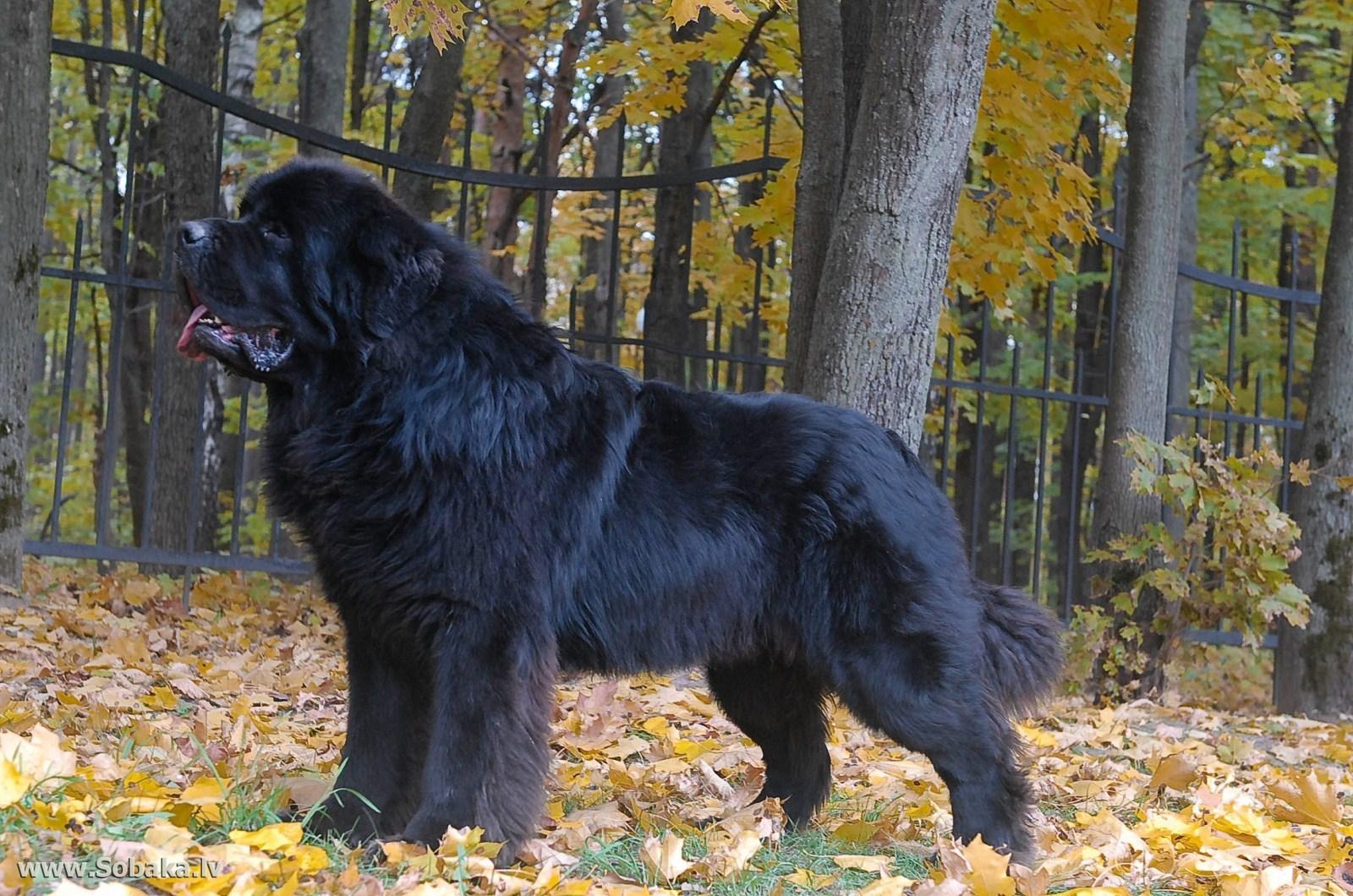 1600x1060 newfoundland HD wallpaper, background