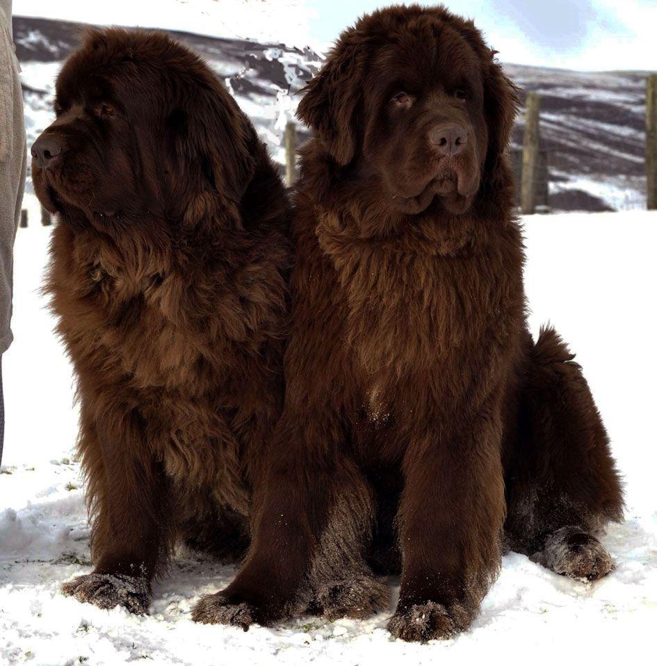 945x958 I love them. Newfoundland dog, Dogs, Newfoundland puppies