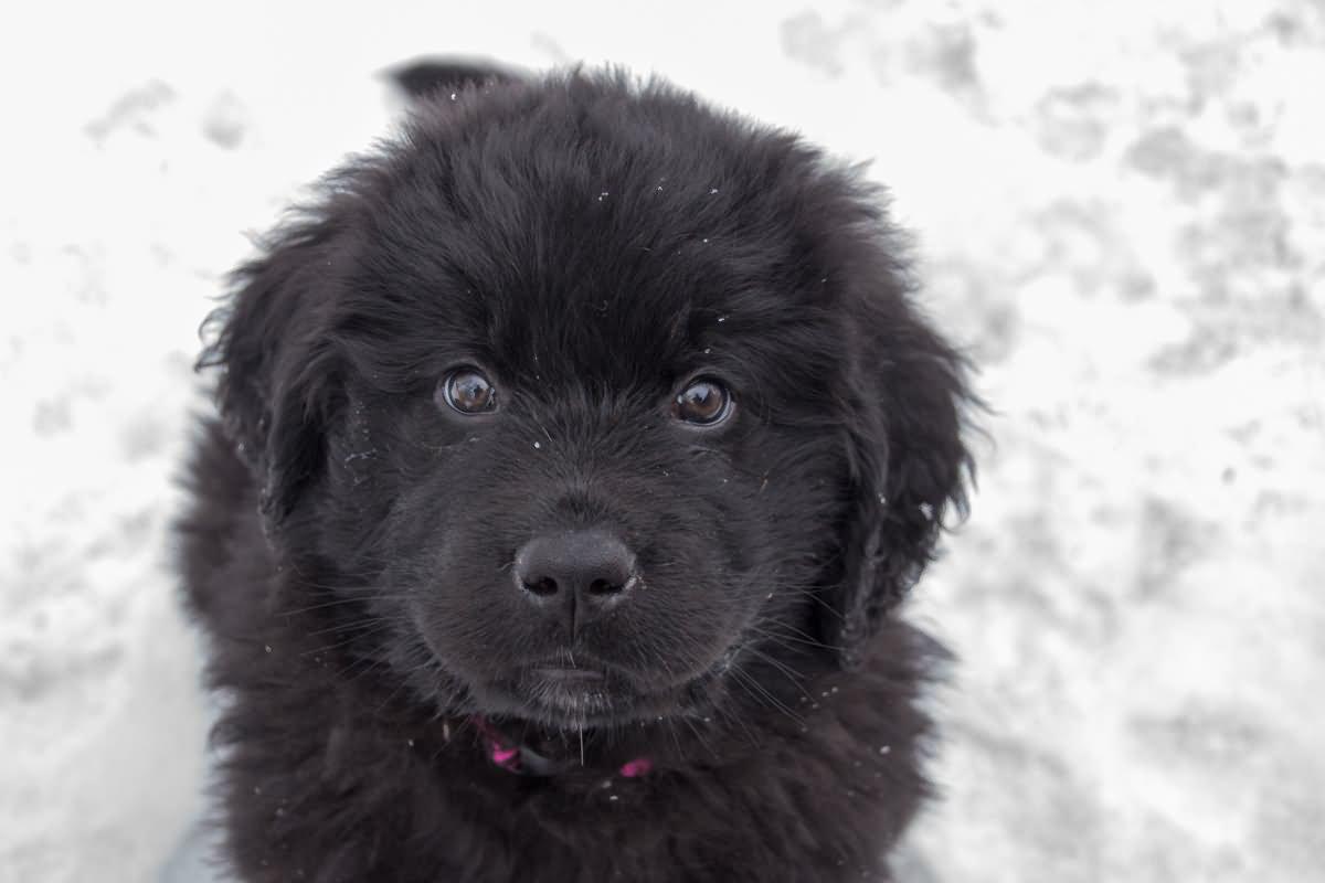 1200x800 Most Beautiful Newfoundland Puppy Picture And Photo