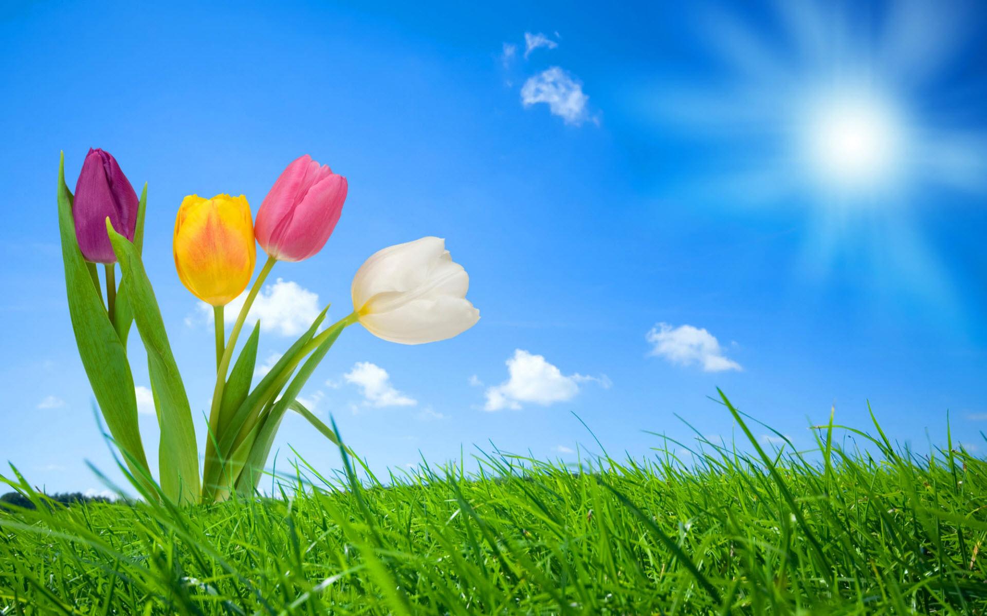 Cute Spring Nature Wallpapers Top Free Cute Spring Nature Backgrounds