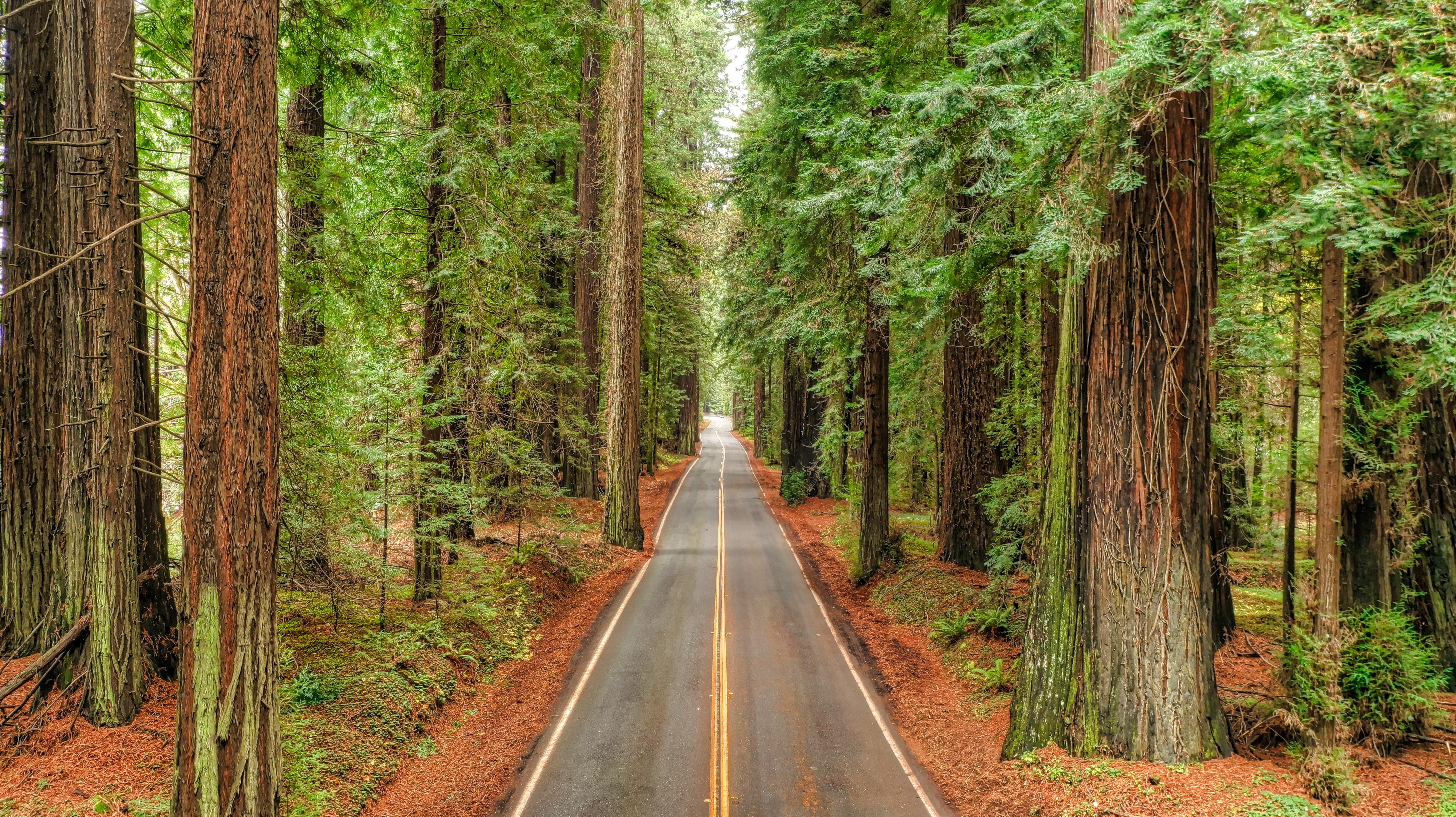5460x3064 Avenue of the Giants, Humboldt County, California (Photo credit tp Cameron Venti) [5460 x 3064]