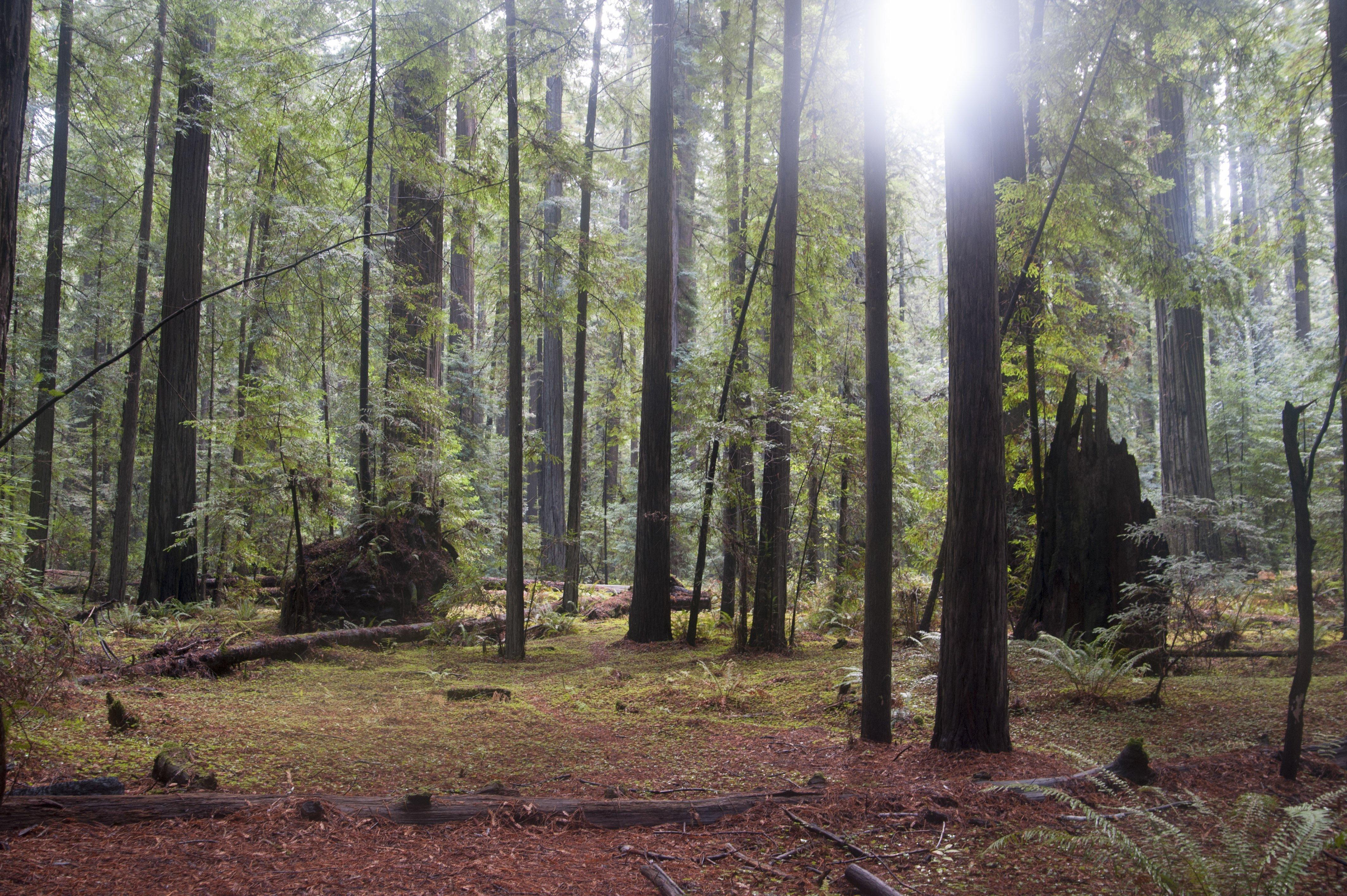 4256x2832 Humboldt 4K wallpaper for your desktop or mobile screen free and easy to download