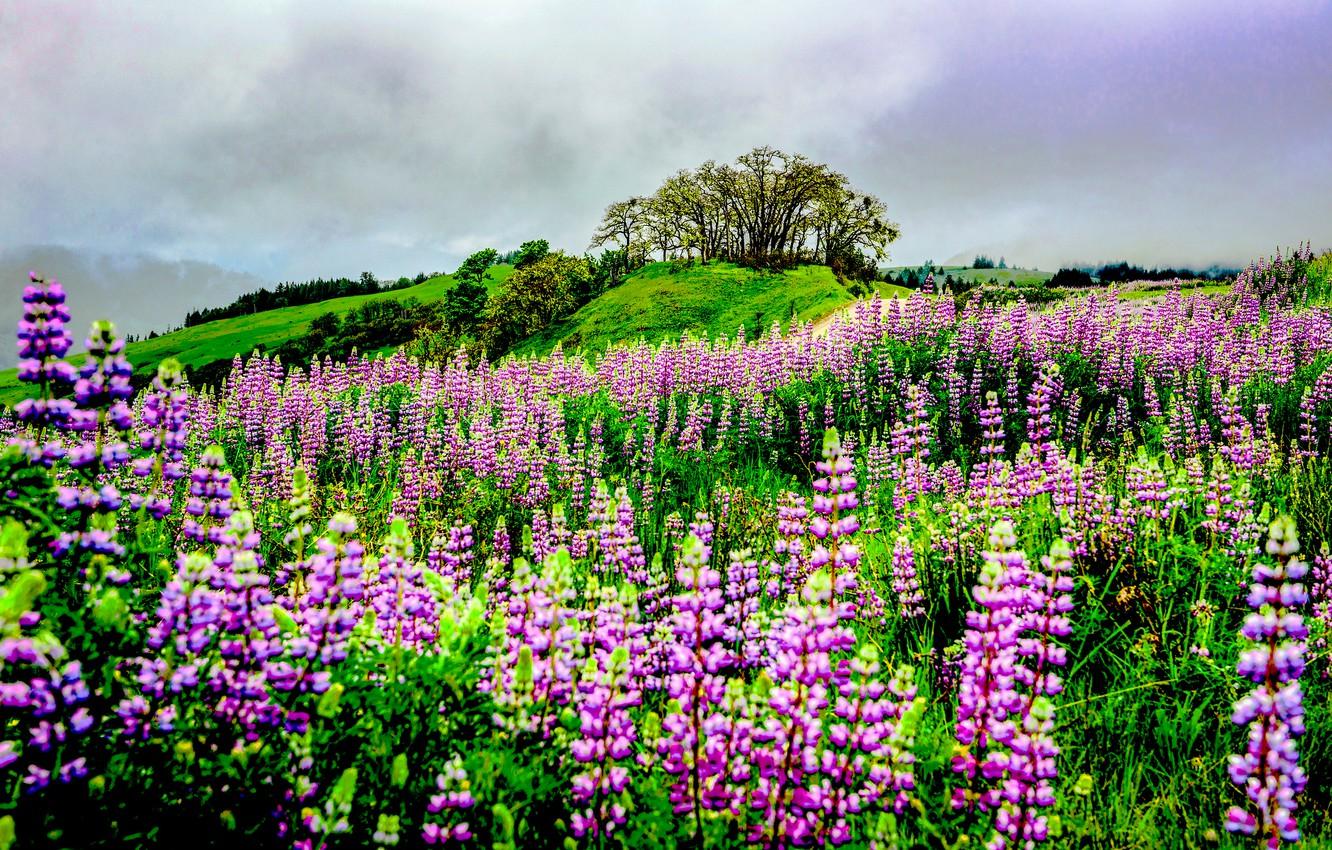1332x850 Wallpaper greens, grass, clouds, trees, flowers, hills, field, the bushes, California, meadows, Lupin, Humboldt County, Bald Hills Road image for desktop, section природа