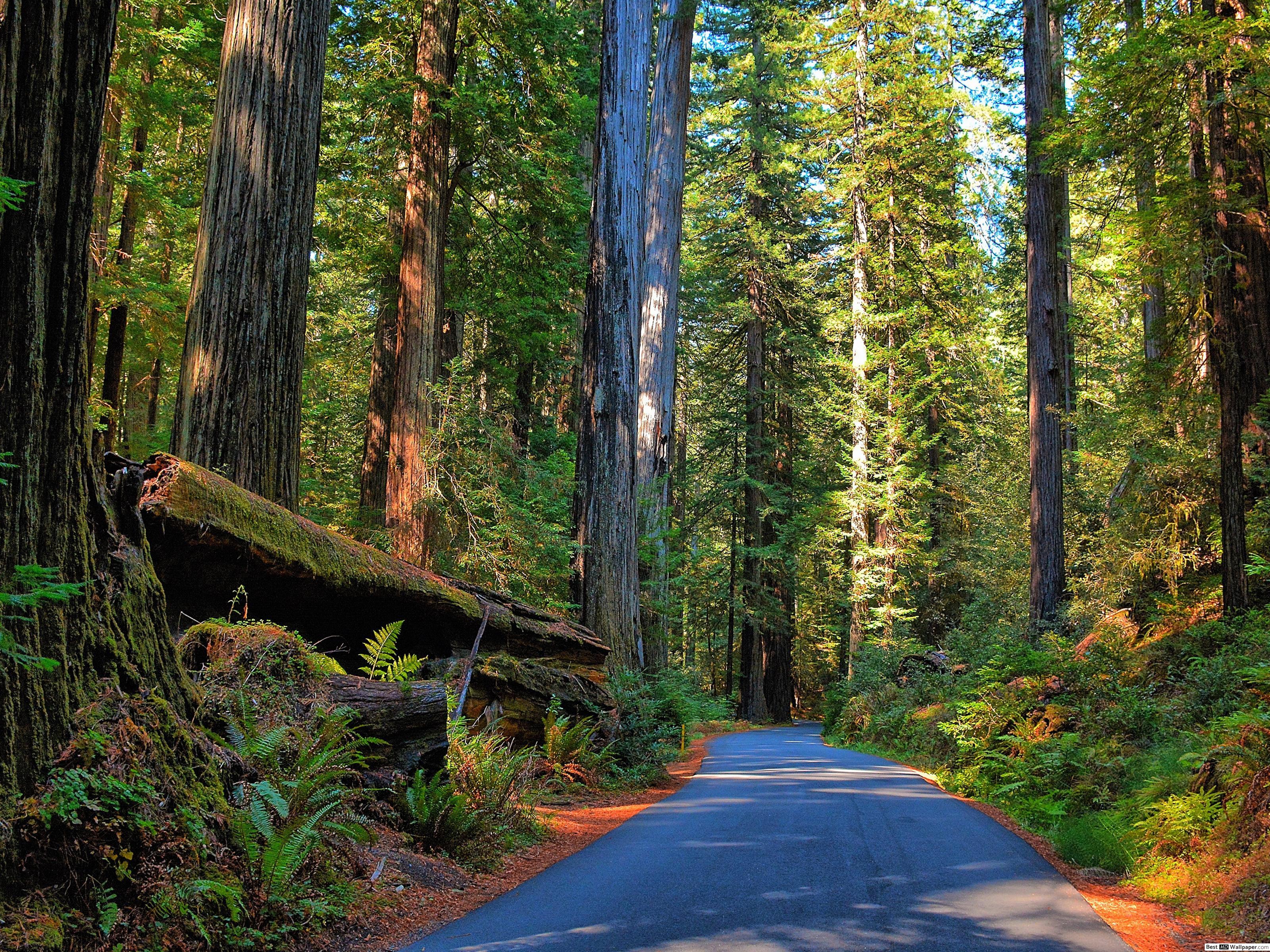 3200x2400 Humboldt Redwoods State Park