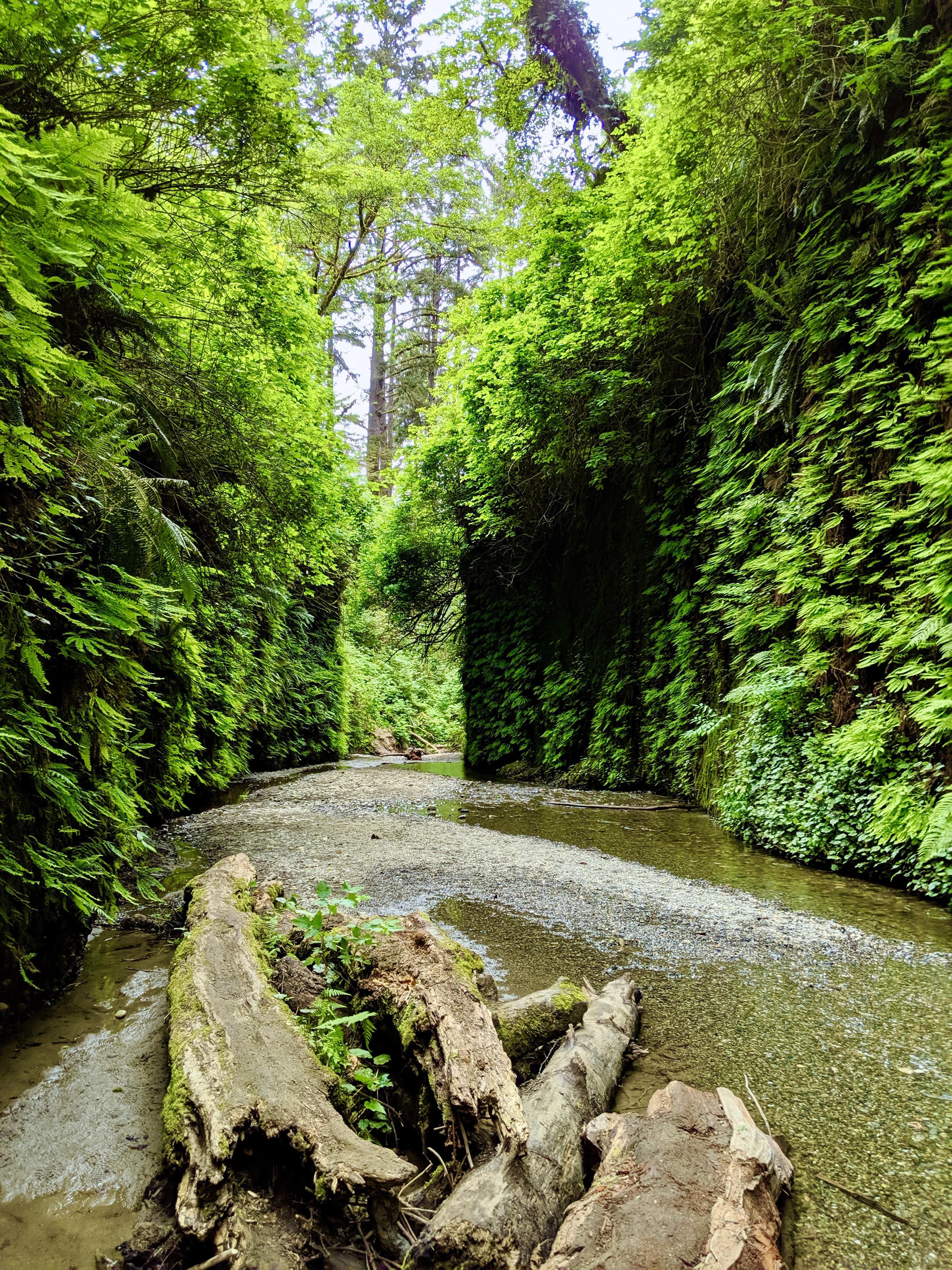 3024x4032 Fern Canyon Humboldt County CA (OC) [3024 4032]. Humboldt county, Fern canyon, Humboldt