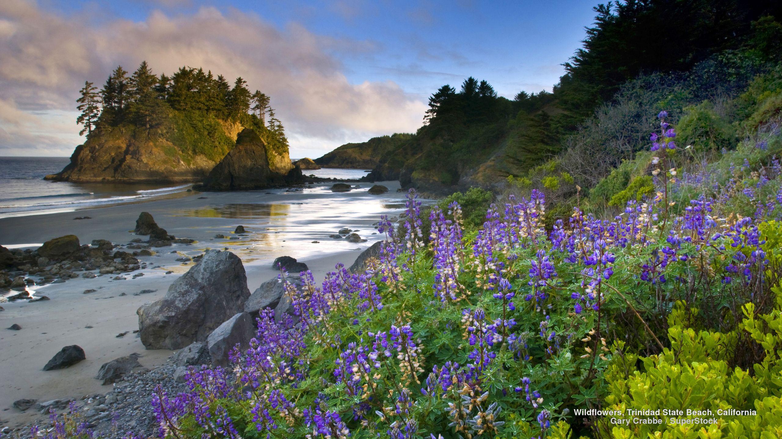 2560x1440 Wildflowers, Trinidad State Beach, California. Beach, Scenery, California coast