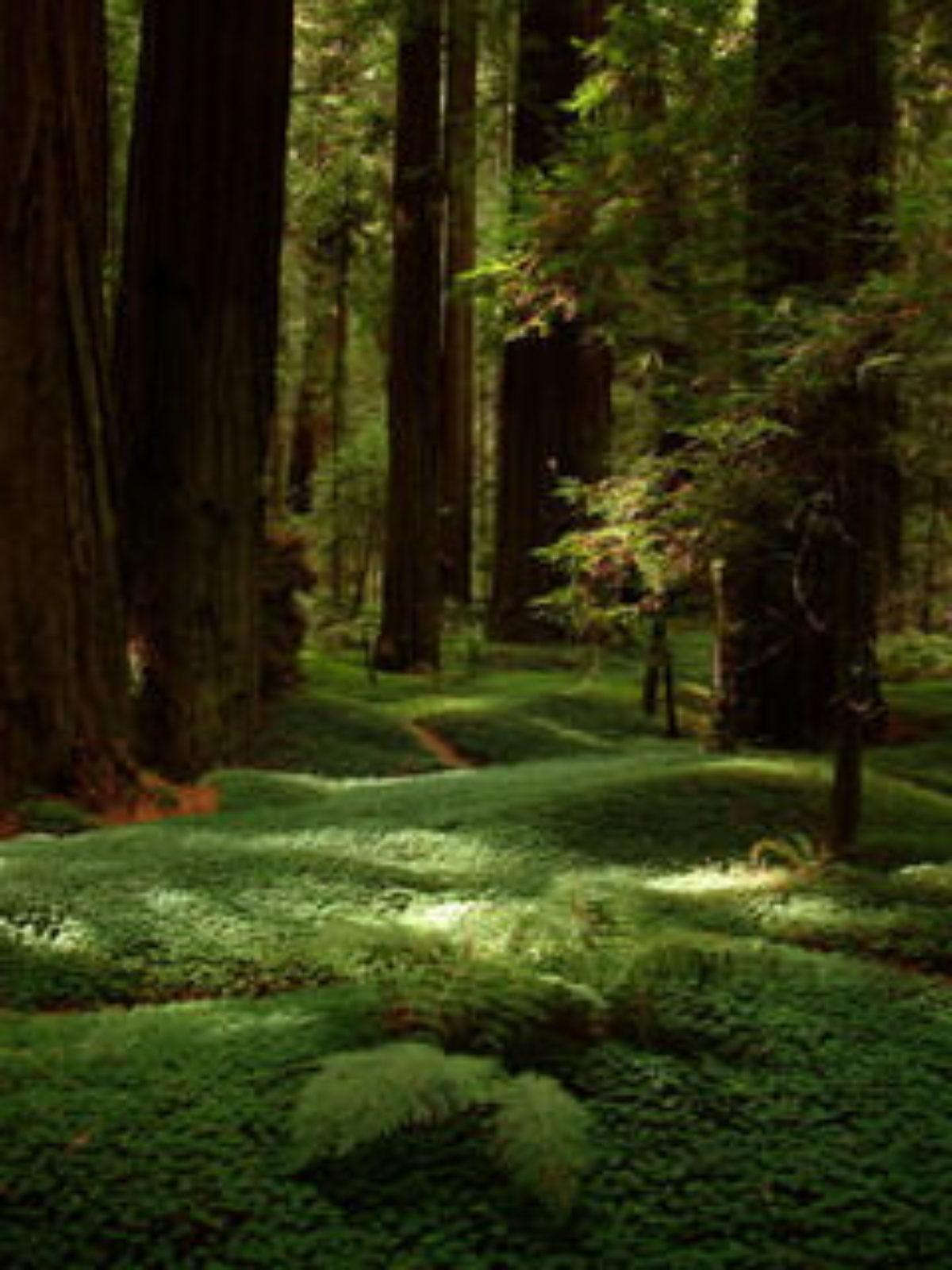1200x1600 Avenue Of The Giants Wallpaper
