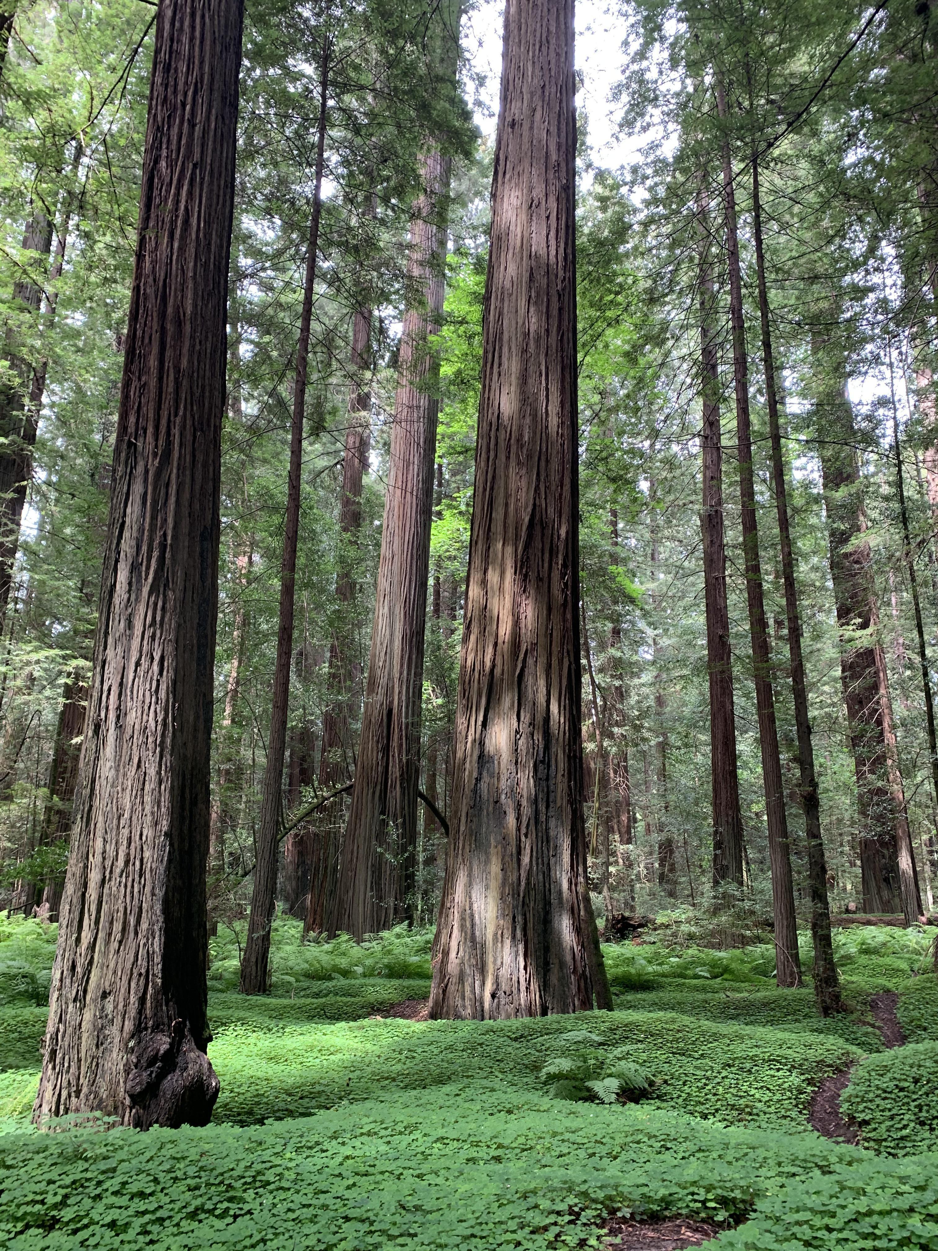 3024x4032 Avenue of the Giants. Humboldt County CA [OC] [3024x4032] #nature photography #landscape picture #nature pic. Humboldt county, Humboldt, Landscape photographers