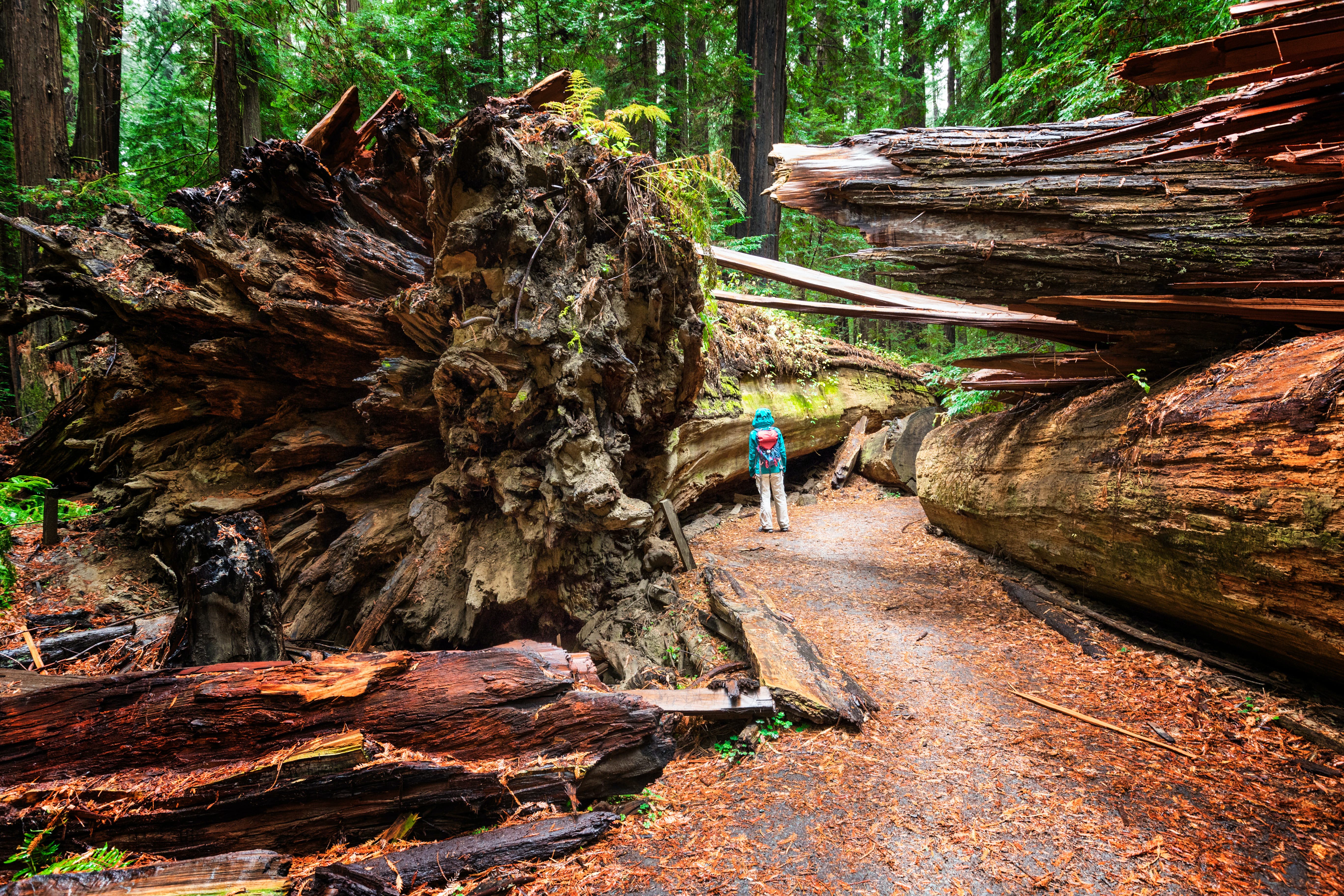 5472x3648 Adventures in California's Humboldt County