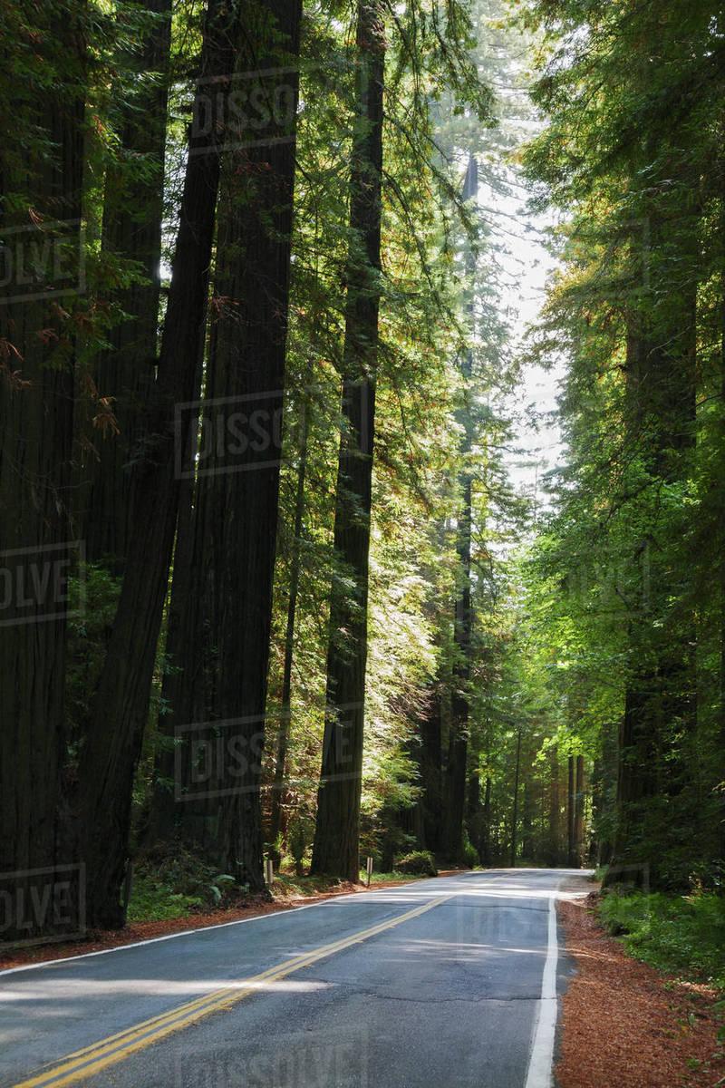 800x1200 USA, California, Humboldt County, Empty road in Redwood forest