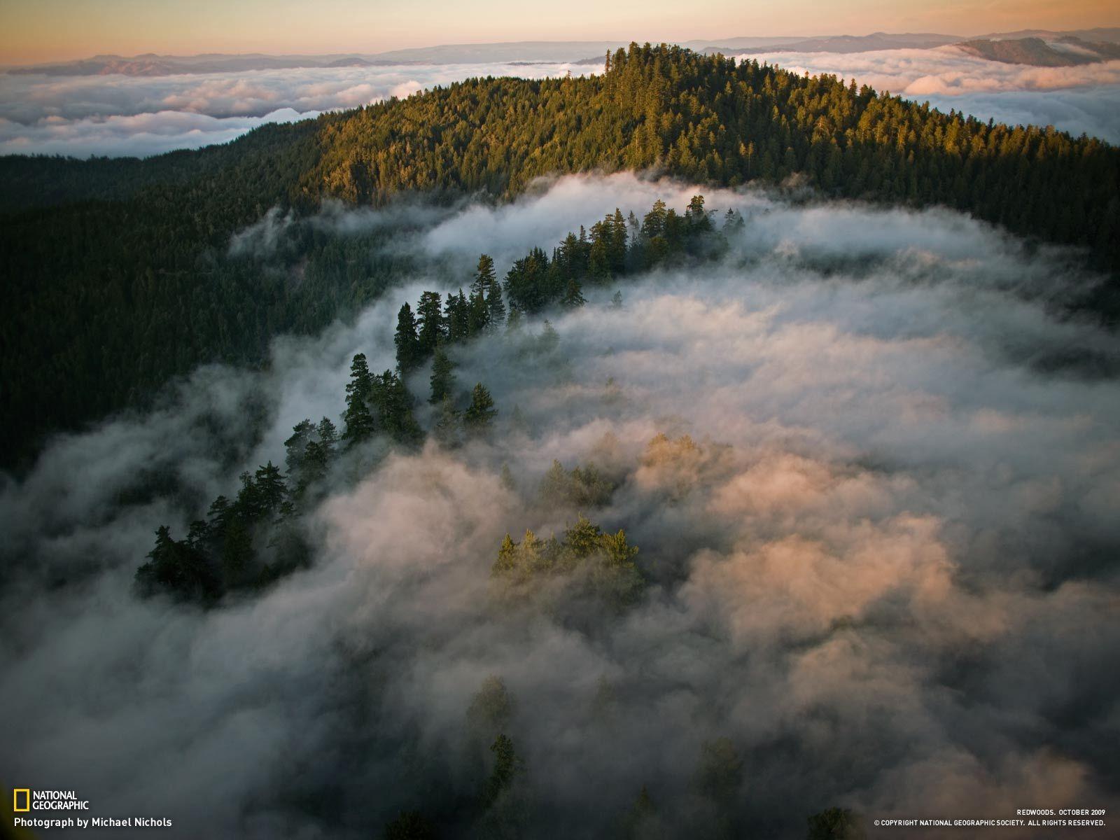 1600x1200 Photography. Humboldt redwoods state park, Redwoods california, Coastal fog