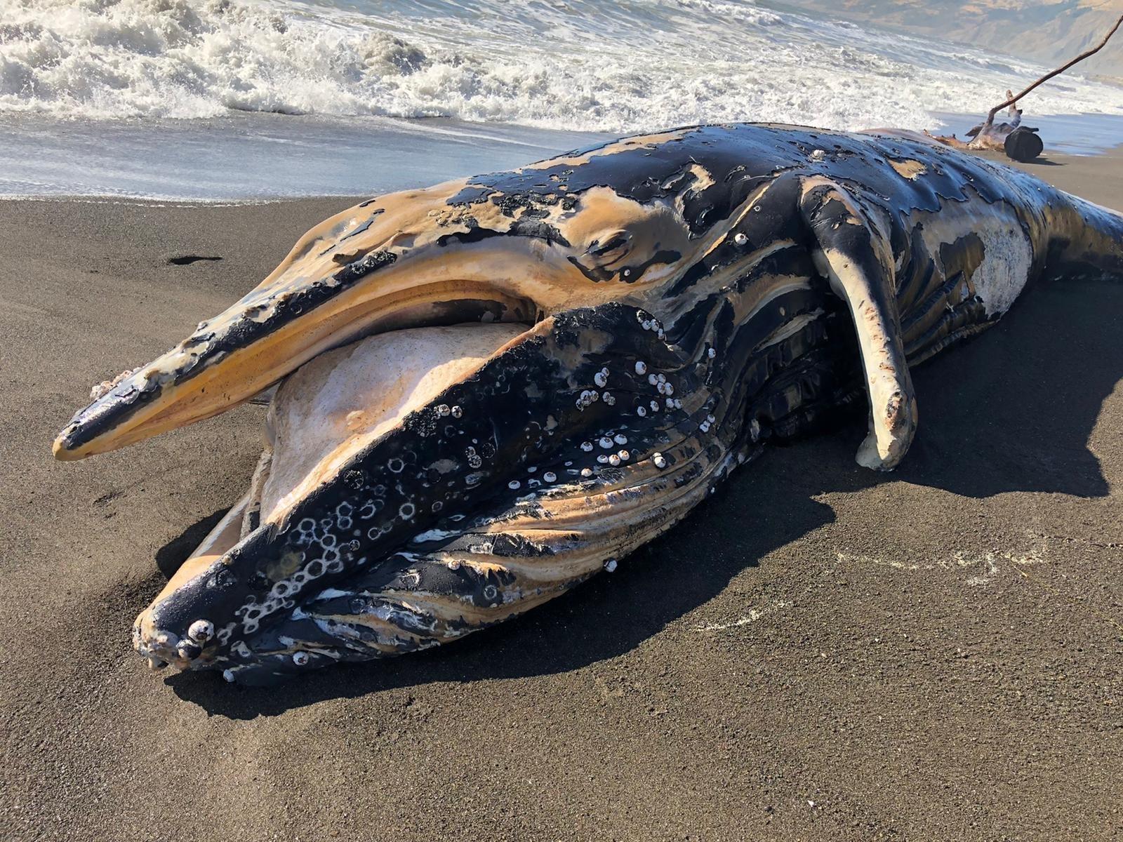 1600x1200 Dead Humpback Whale Calf in Humboldt County