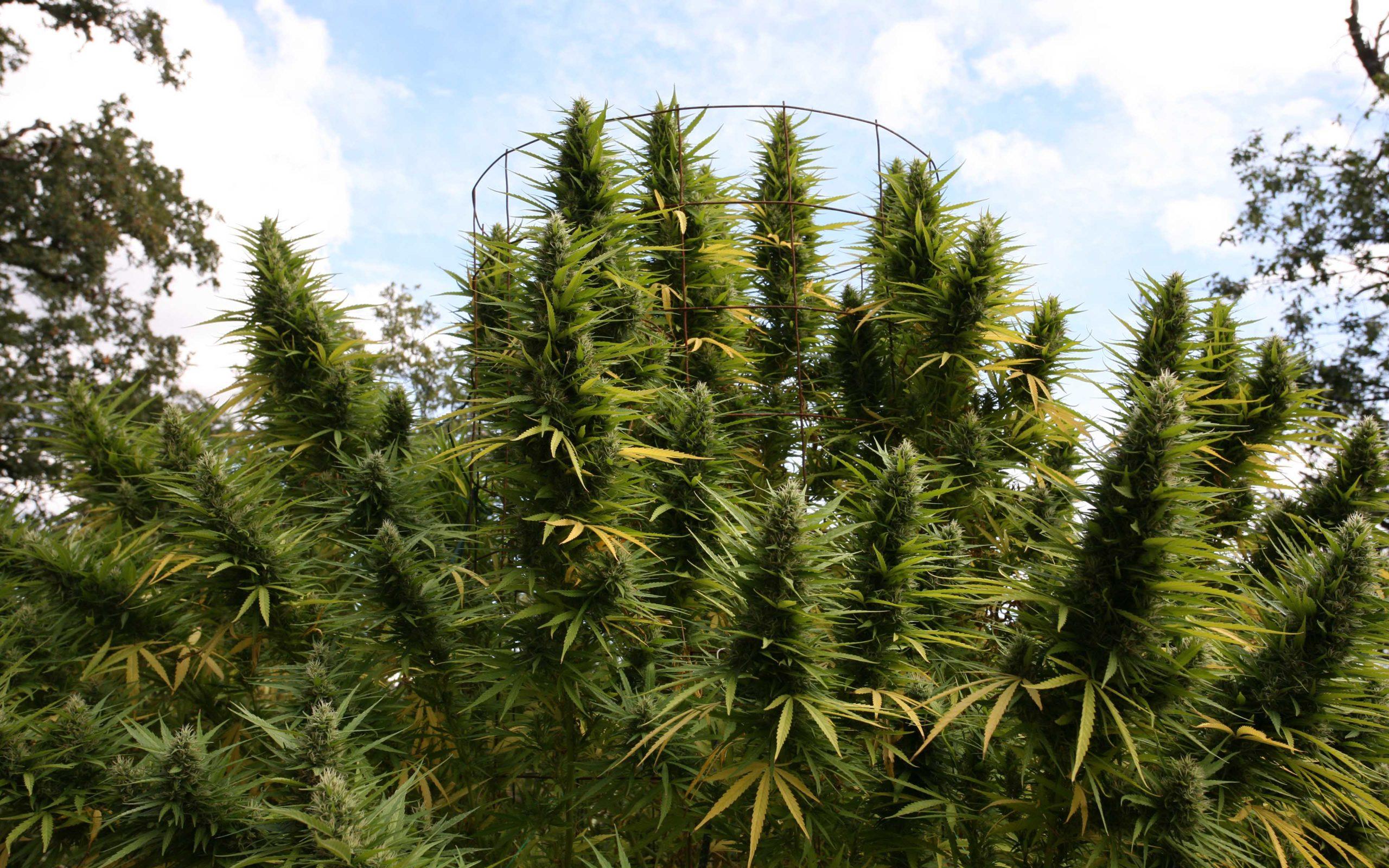2560x1600 Humboldt County Approves First Commercial Cannabis Farms