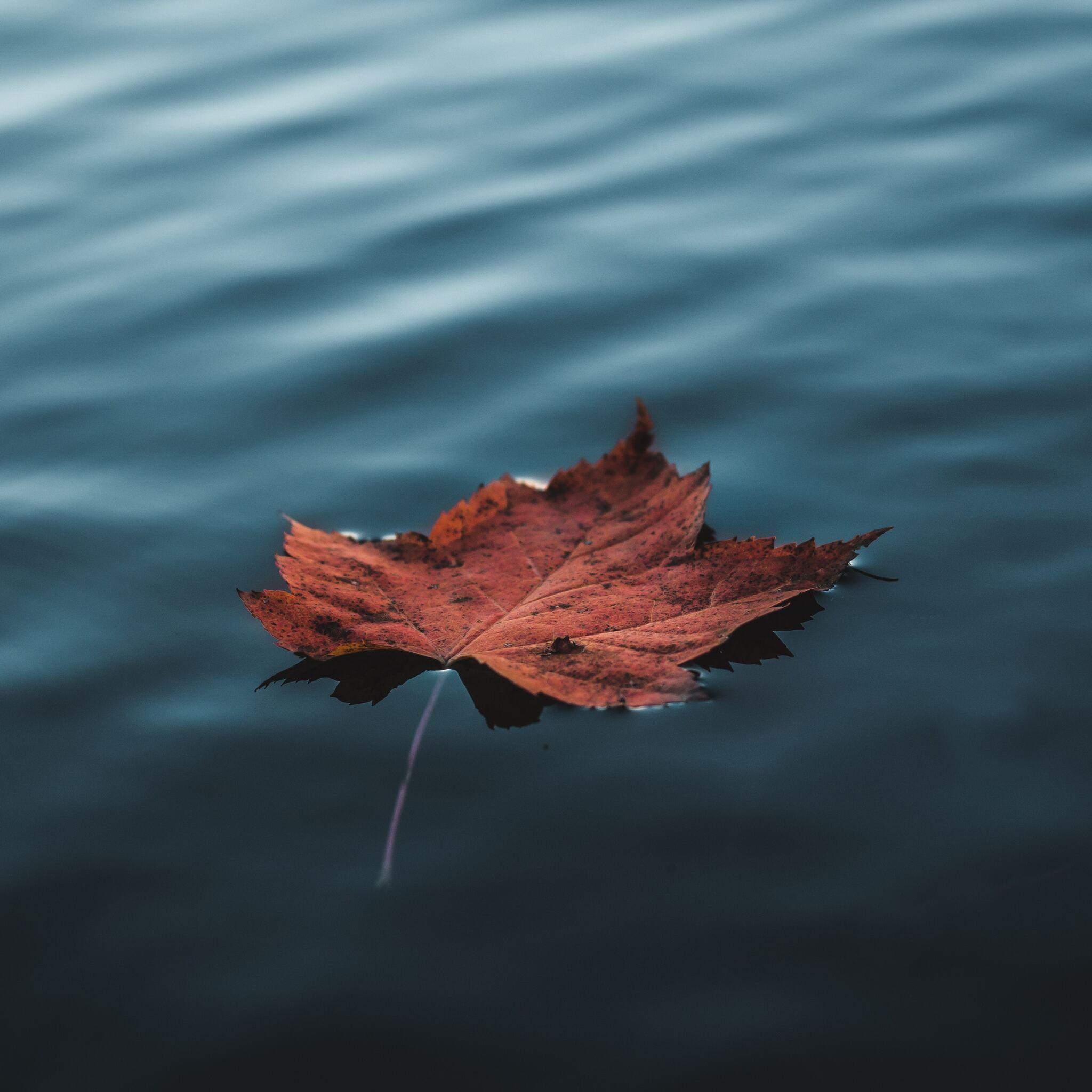 2048x2048 Orange Autumn Leaf Floating On Water iPad Air HD 4k Wallpaper, Image, Background, Photo and Picture