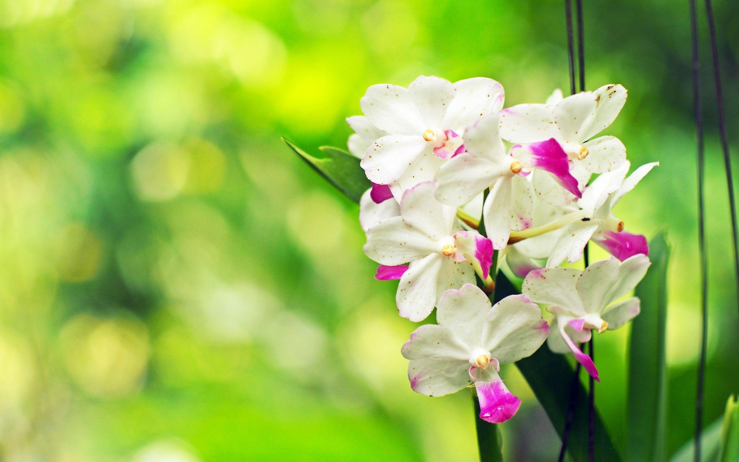 2560x1600 Beautiful Orchids Wallpaper