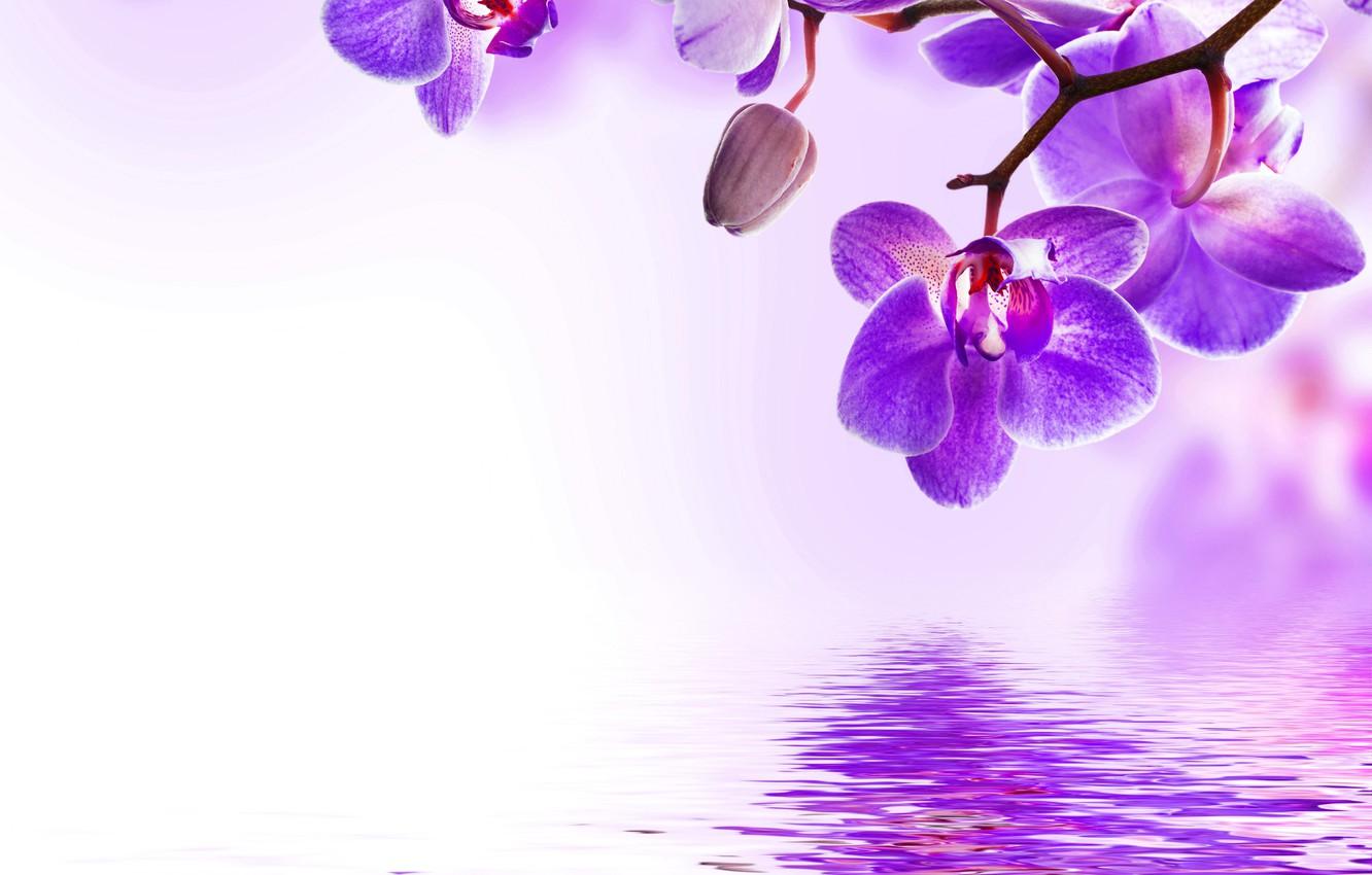 1332x850 Wallpaper water, flowers, flowering, Orchid, water, flowers, beautiful, orchid, purple, reflection image for desktop, section цветы