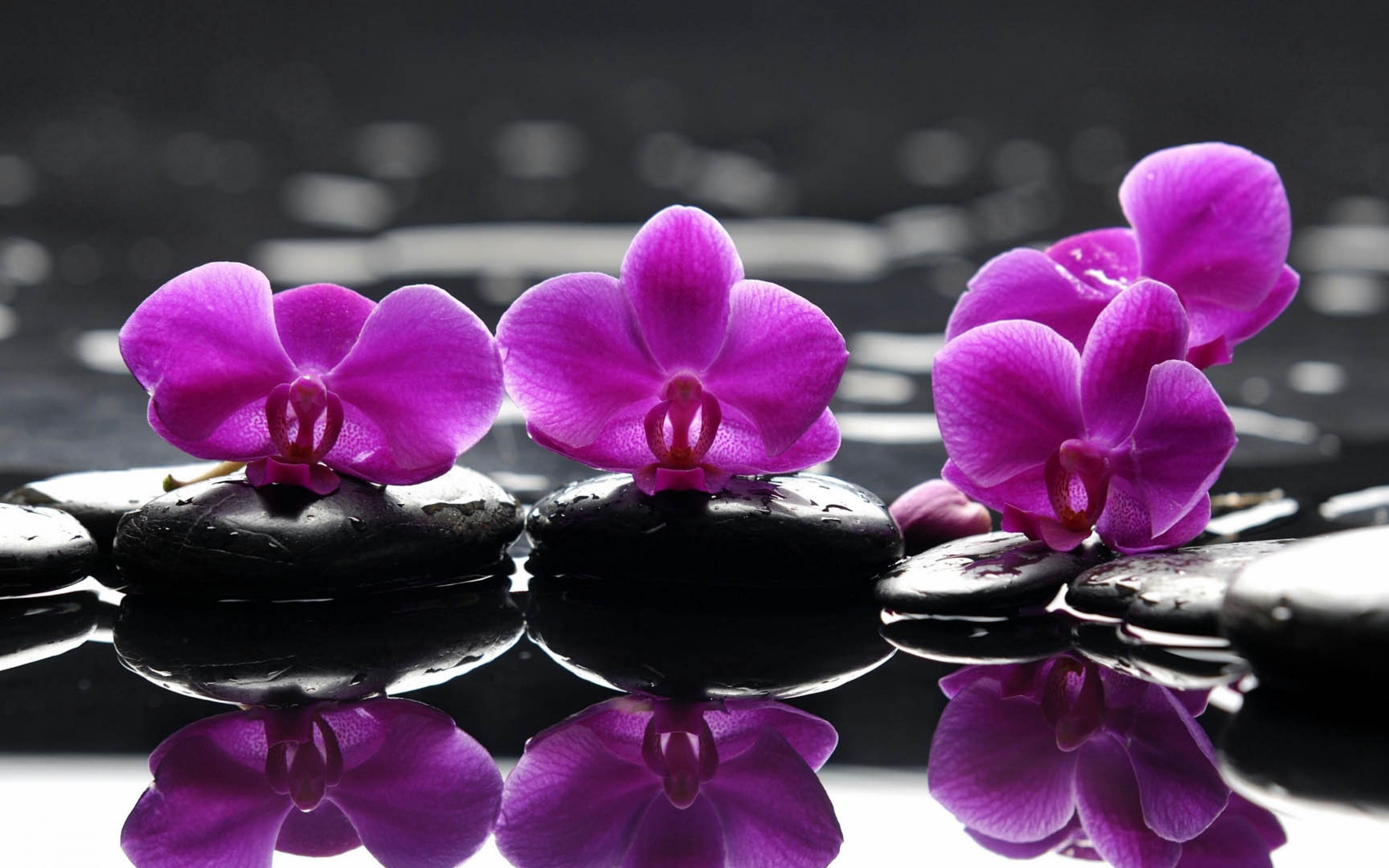 3840x2400 Orchids Wallpaper