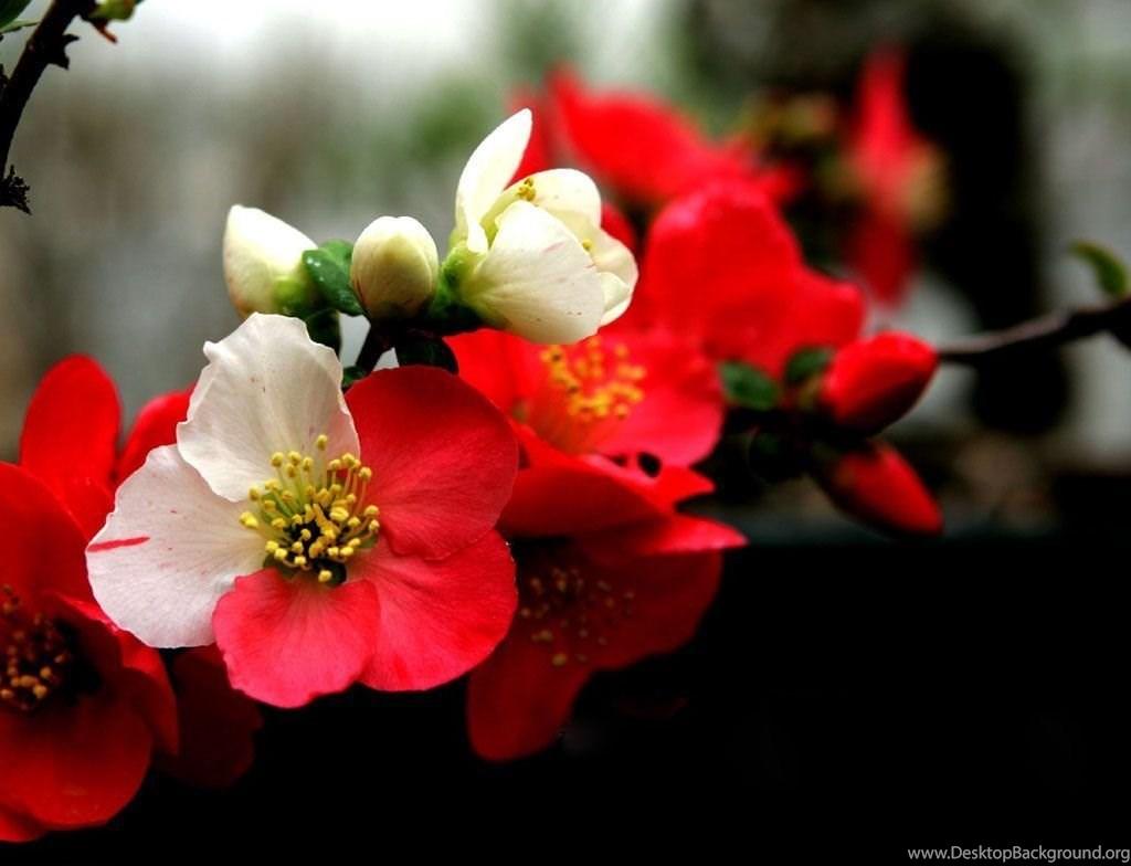 1024x784 Beautiful Orchid Flower Image And Wallpaper Download Desktop Background