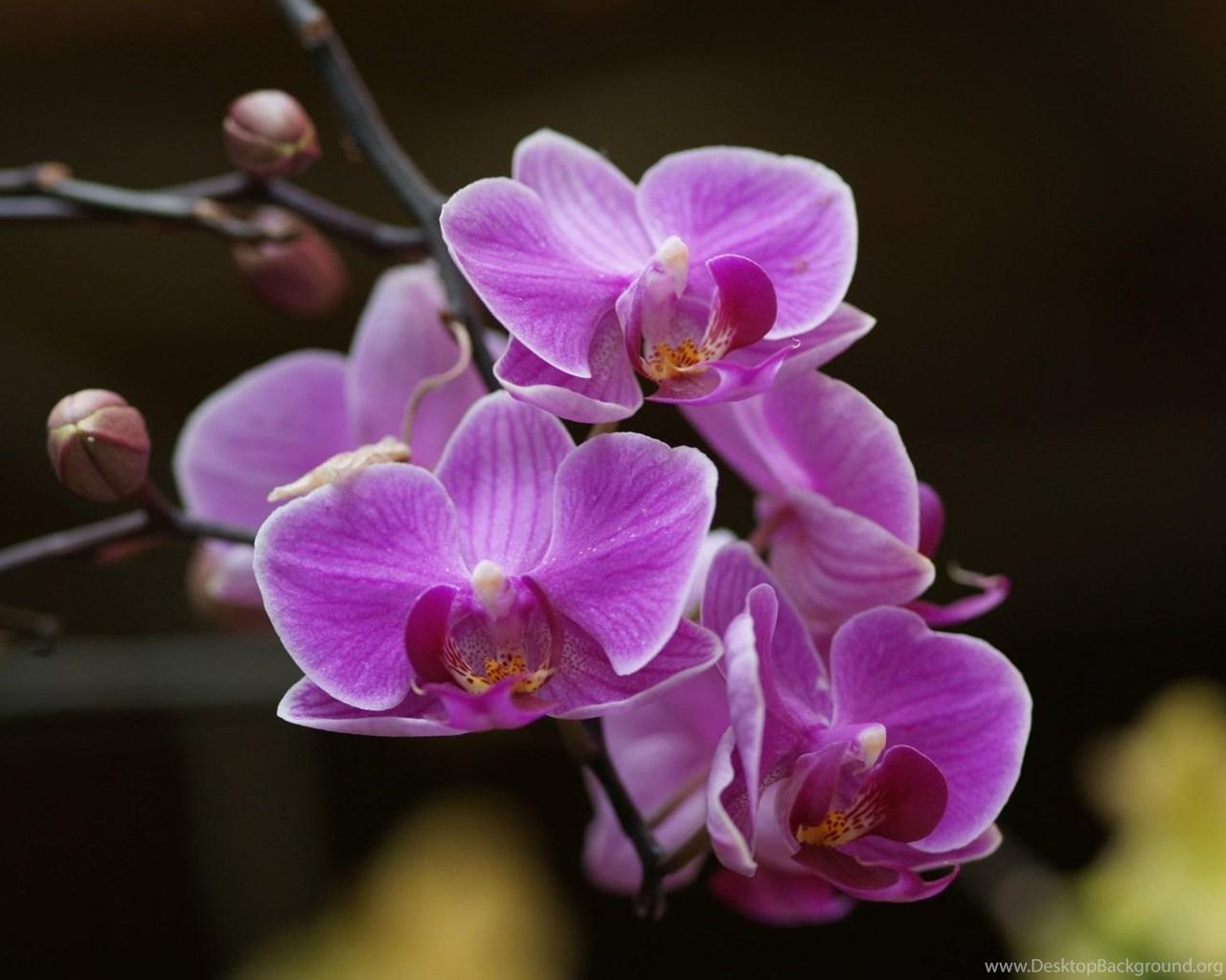 1280x1024 Orchid Wallpaper: Beautiful Orchids In Widescreen Wallpaper Desktop Background
