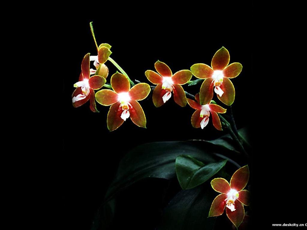1024x768 Beautiful and elegant orchid wallpaper Wallpaper Download and elegant orchid wallpaper Wallpaper Wallpaper Site