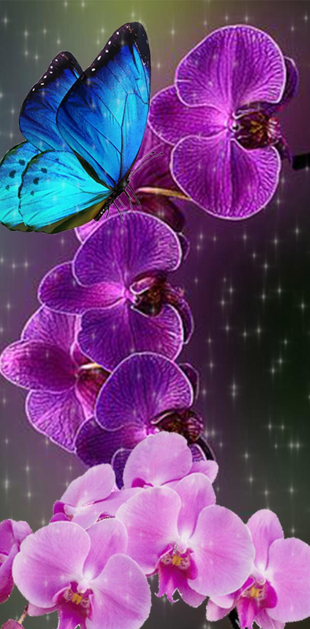 630x1280 Beautiful Orchids wallpaper