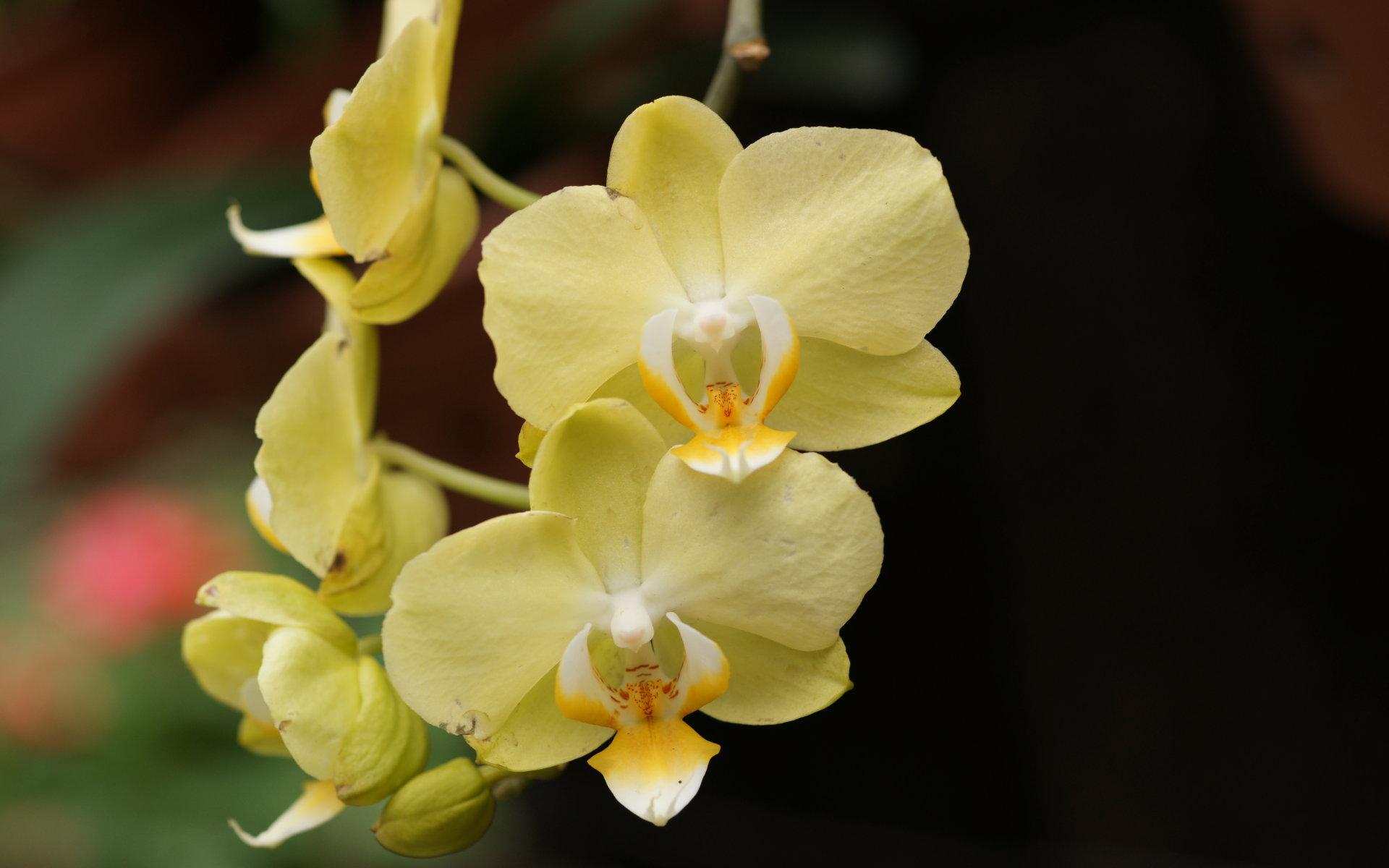 1920x1200 Yellow orchids wallpaperx1200