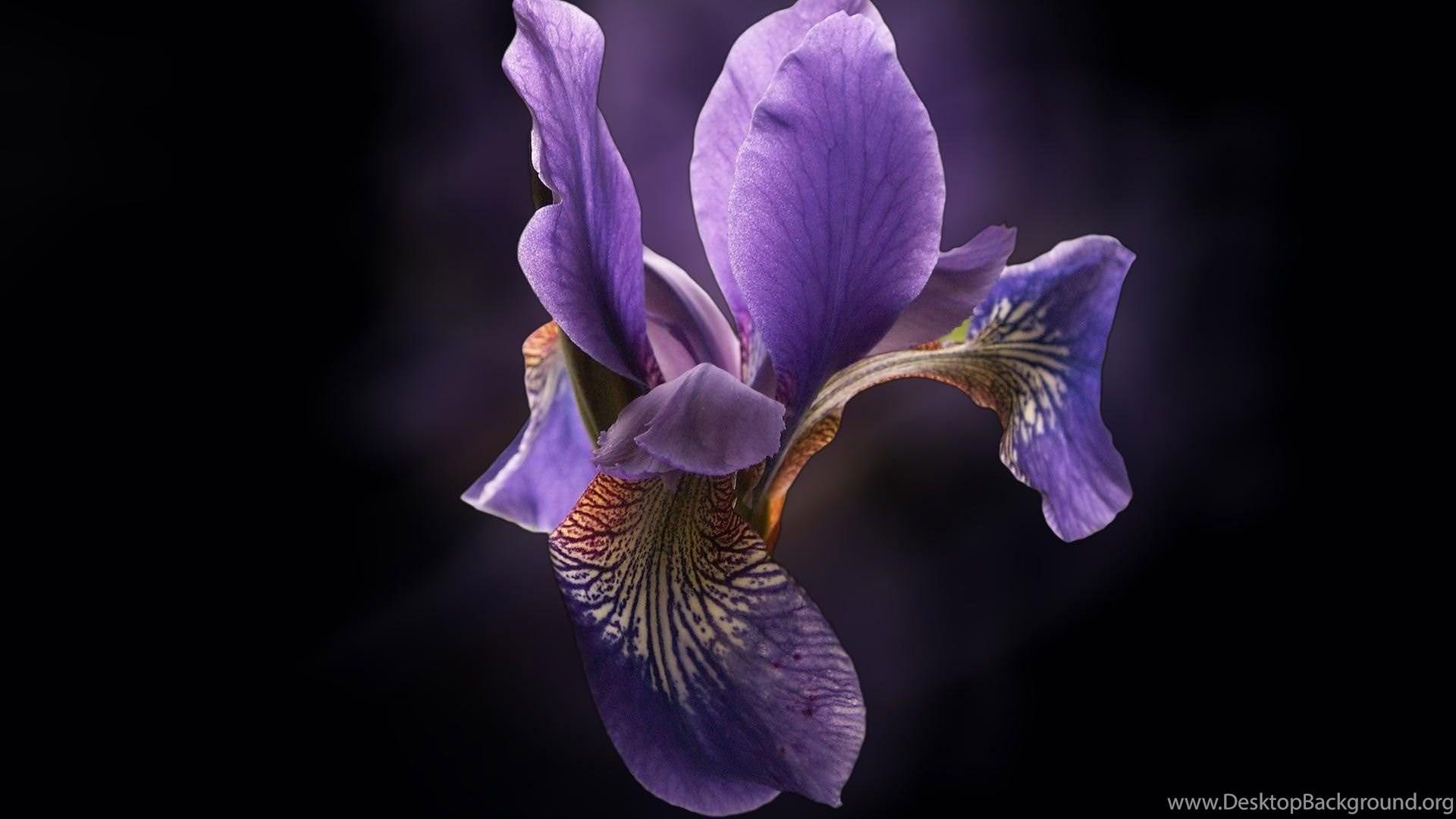 1920x1080 Beautiful Orchid Flower Image And Wallpaper Download Desktop Background