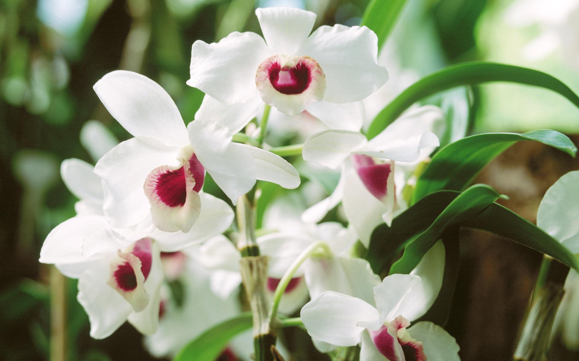 1920x1200 Orchid Flower, web wallpaper. Orchid Flower, web
