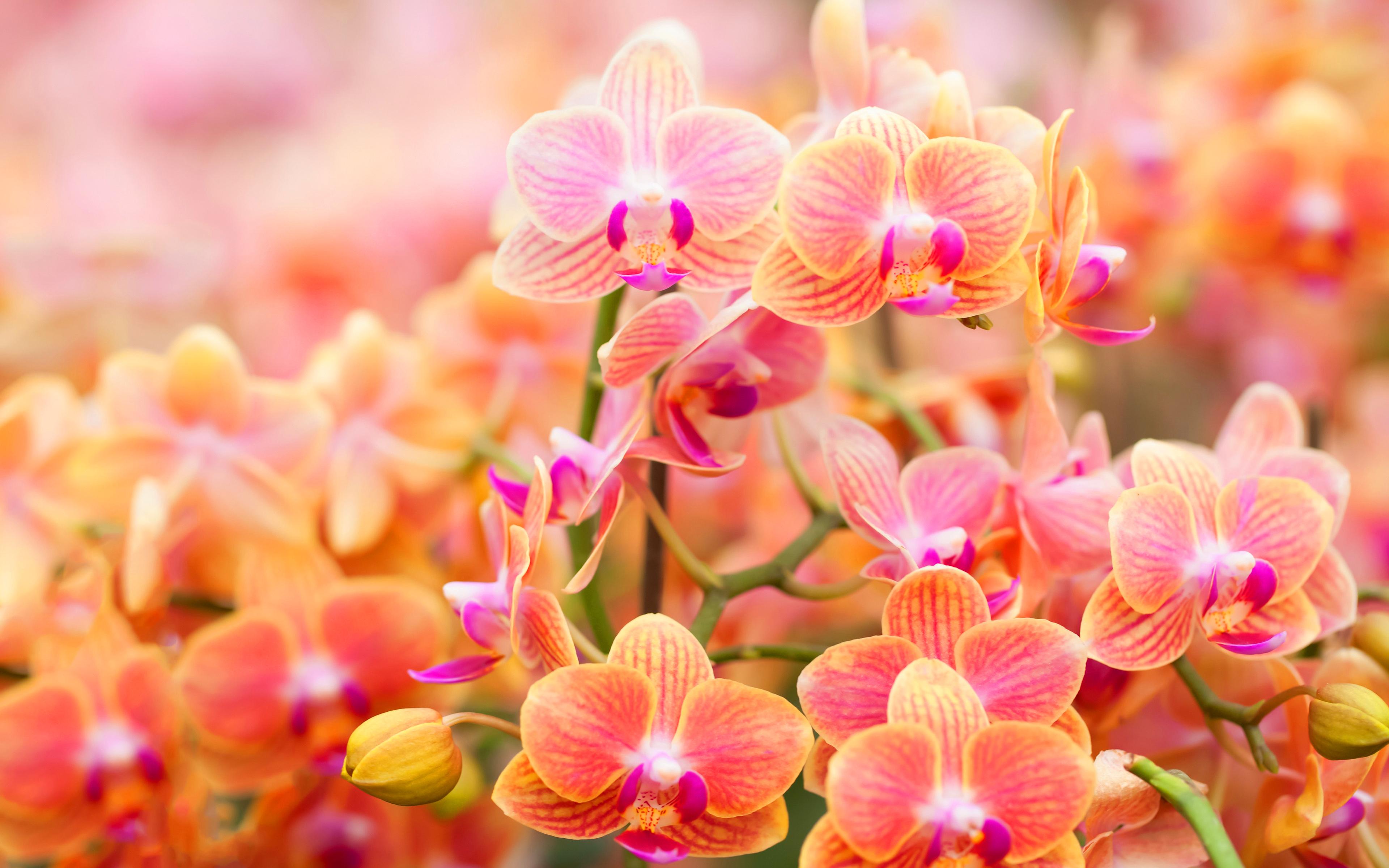 Orange Orchids Wallpapers - Top Free Orange Orchids Backgrounds