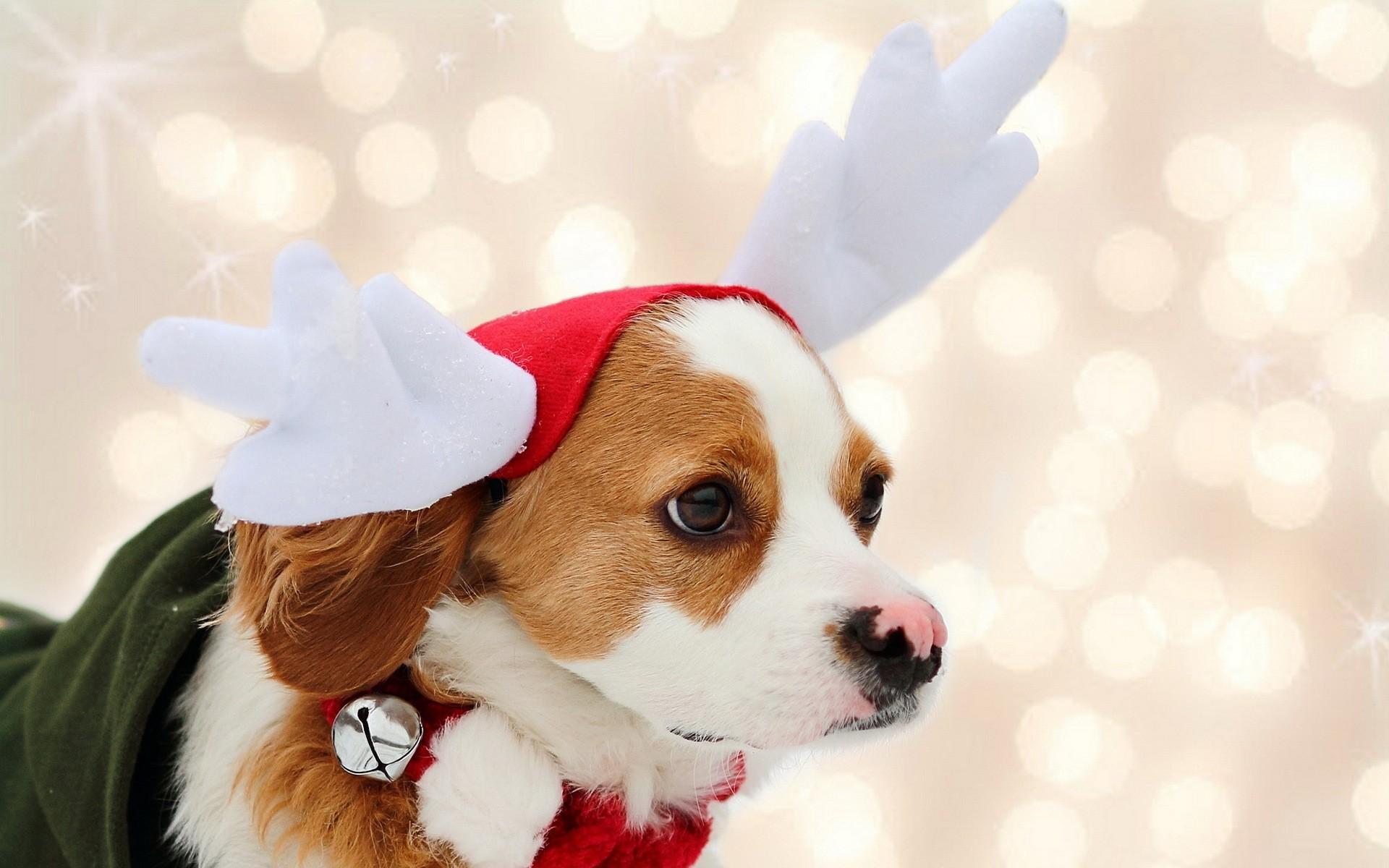 1920x1200 Puppy Reindeer wallpaper (phone background)