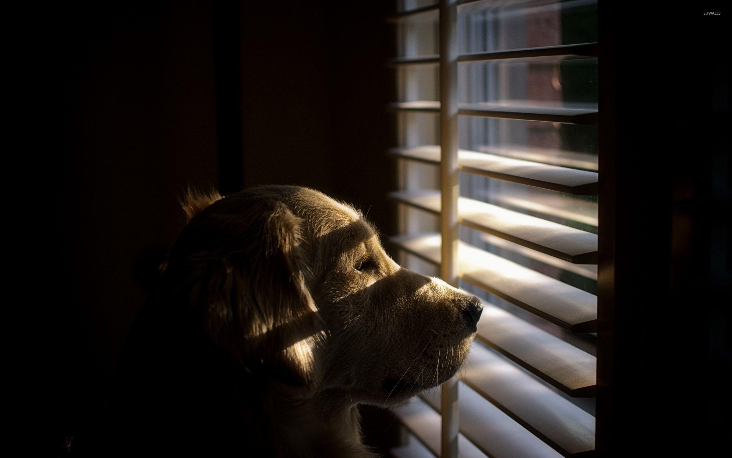 2560x1600 Dog looking out the window [2] wallpaper wallpaper