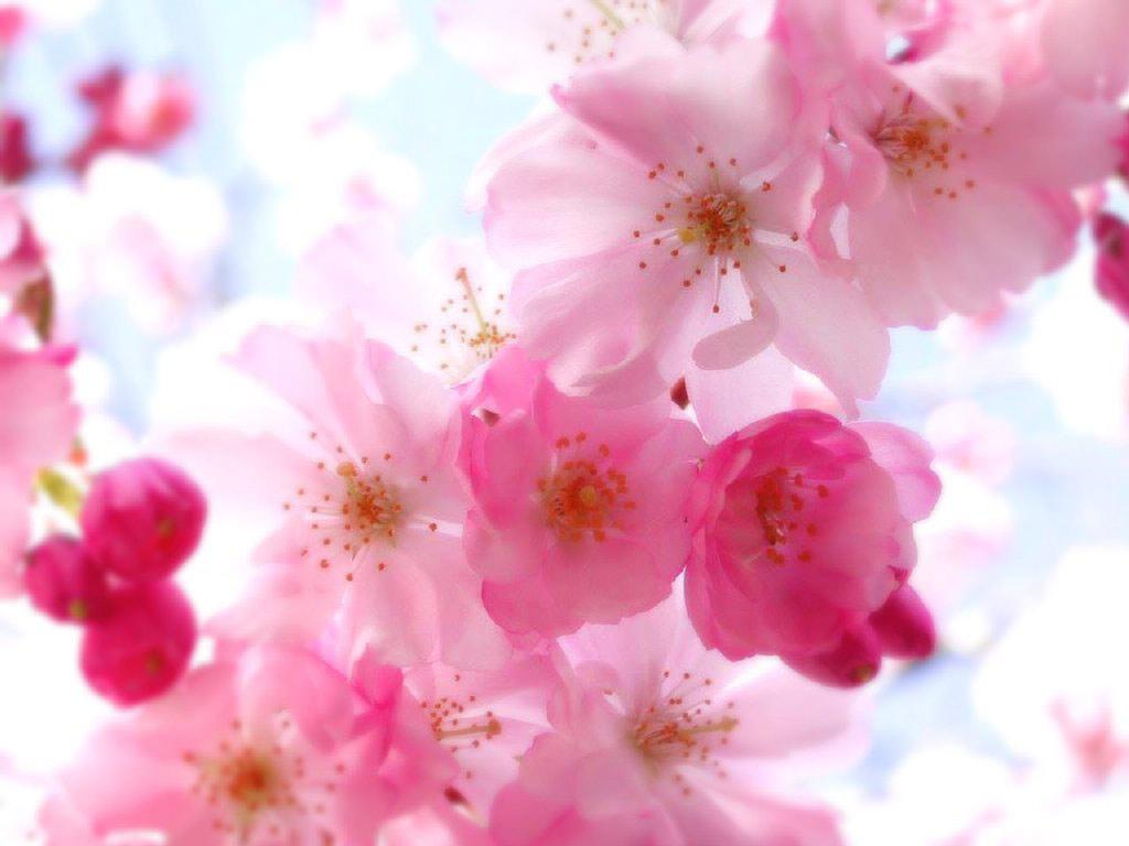 1024x768 Pretty Floral Background