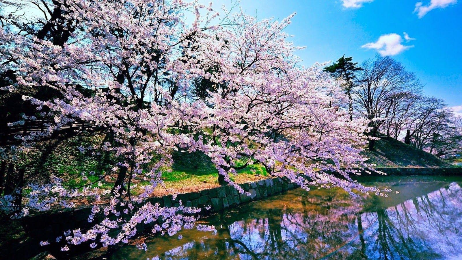 1600x900 Japanese Nature Wallpaper