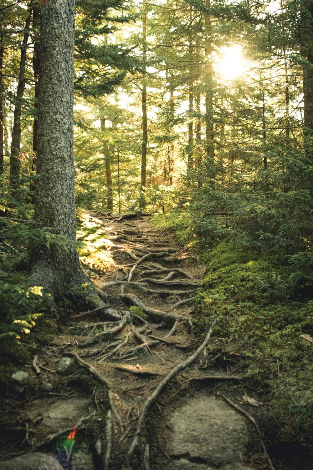 1000x1500 Adirondack Mountains Picture. Download Free Image